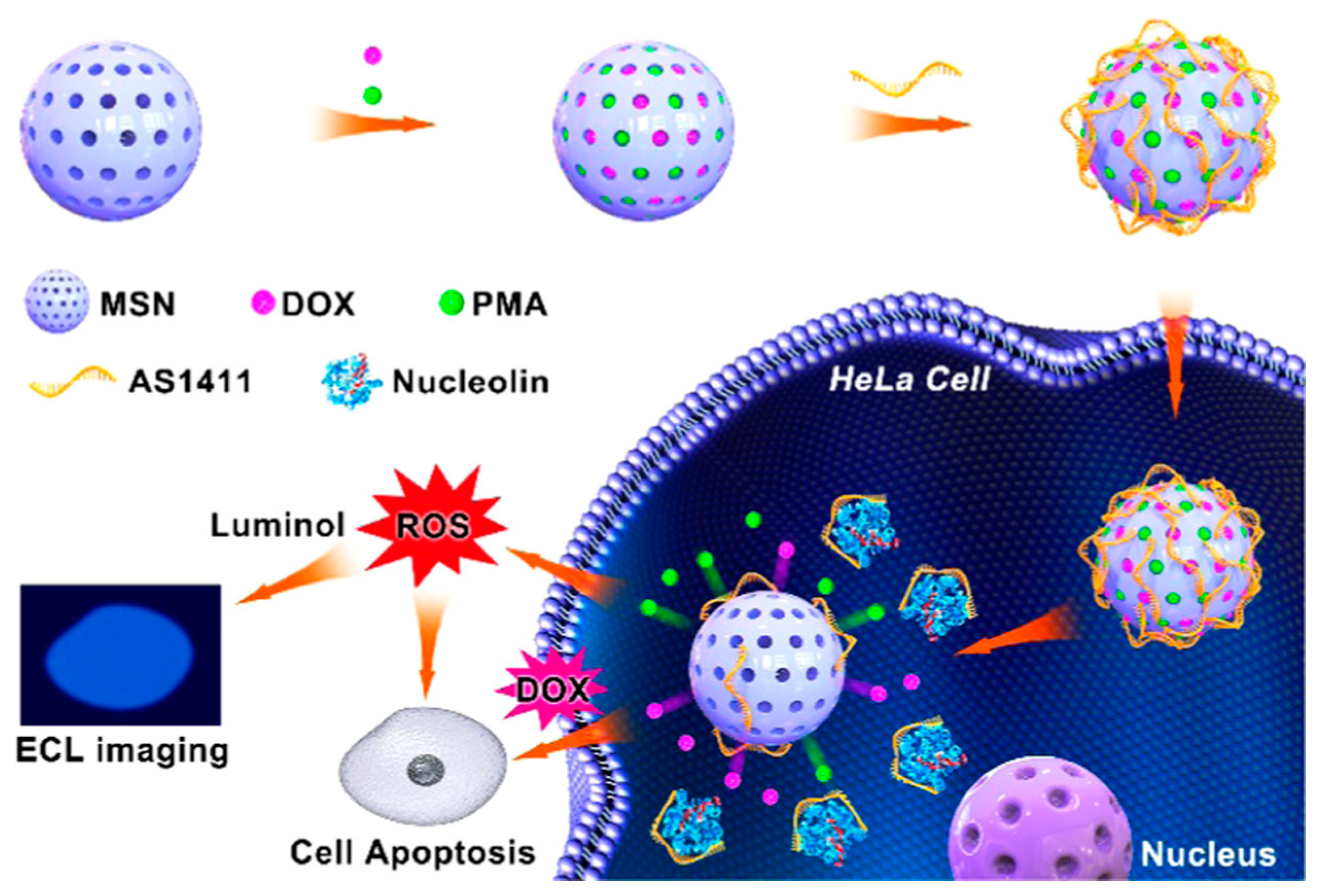 Chemosensors 11 00281 g010