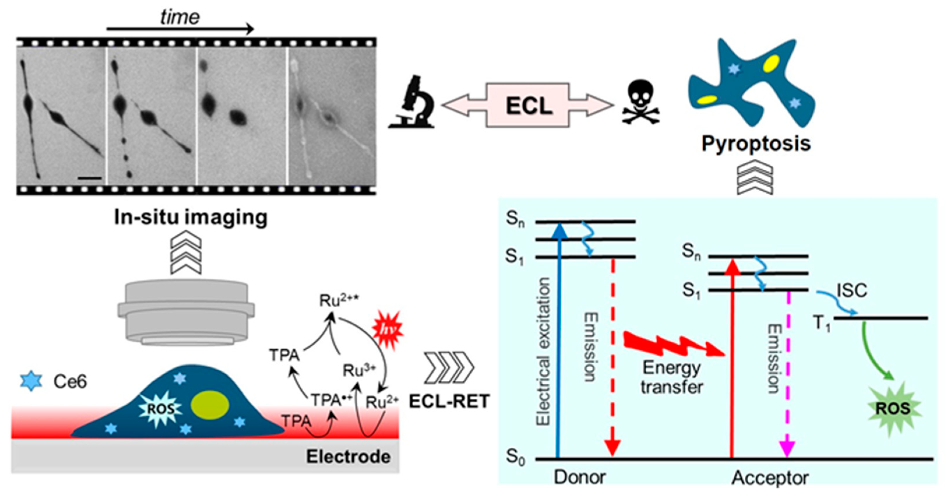 Chemosensors 11 00281 g011