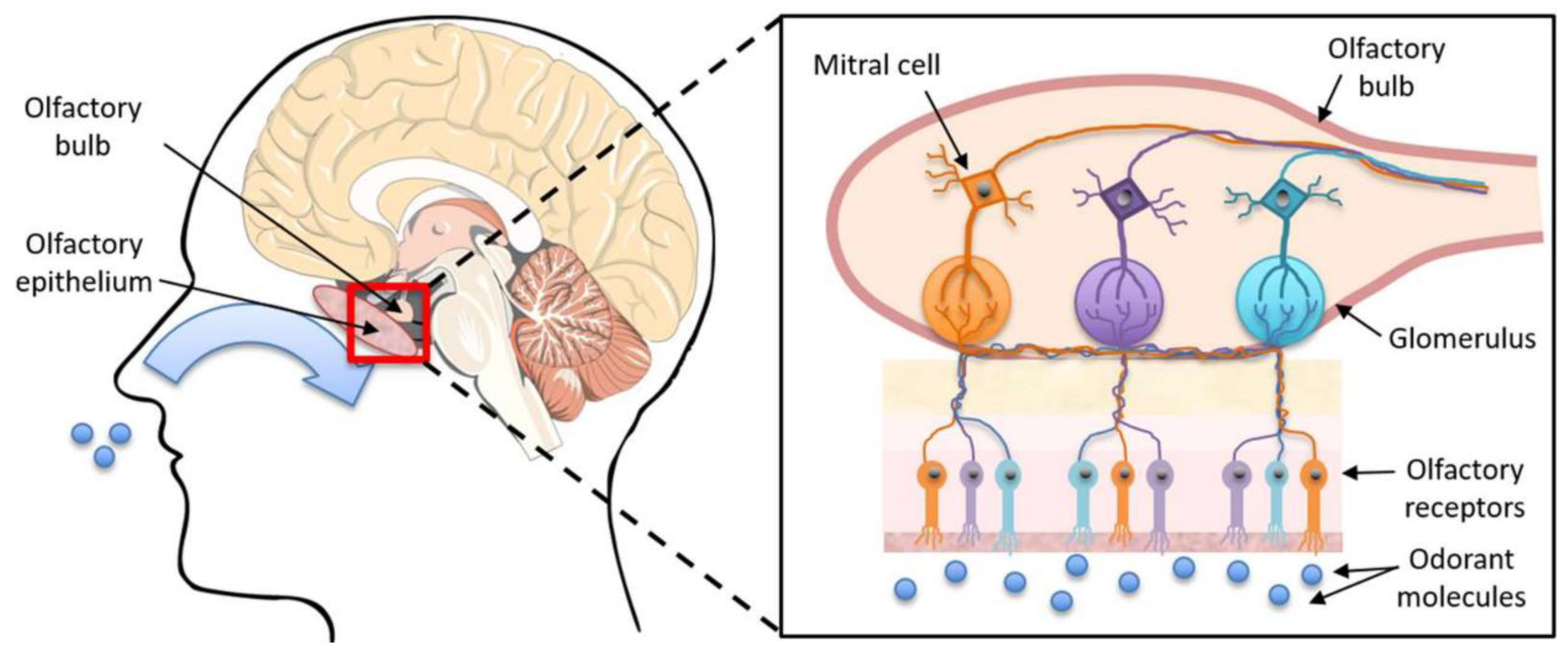 Chemosensors 11 00334 g001