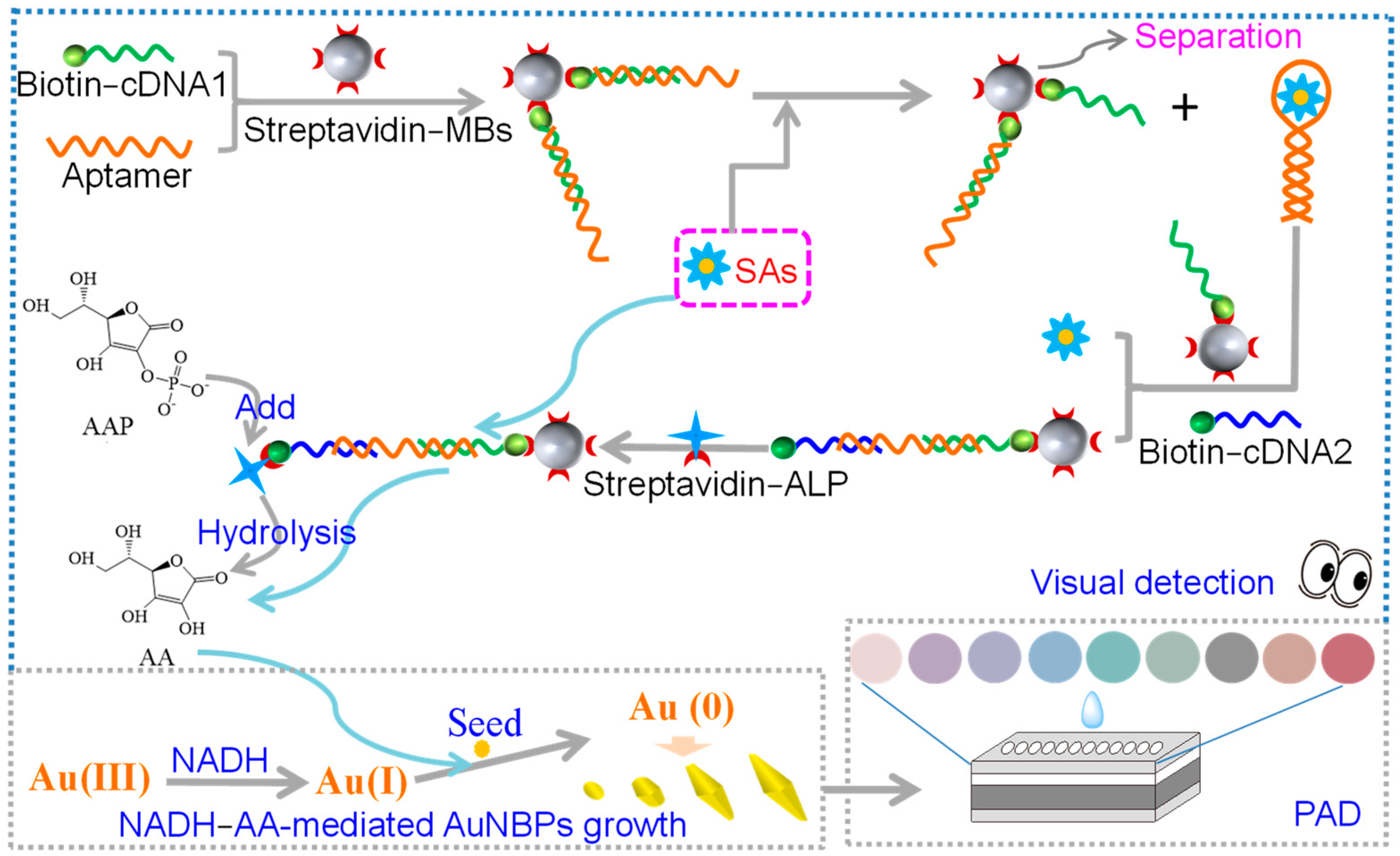 Chemosensors 11 00386 sch001