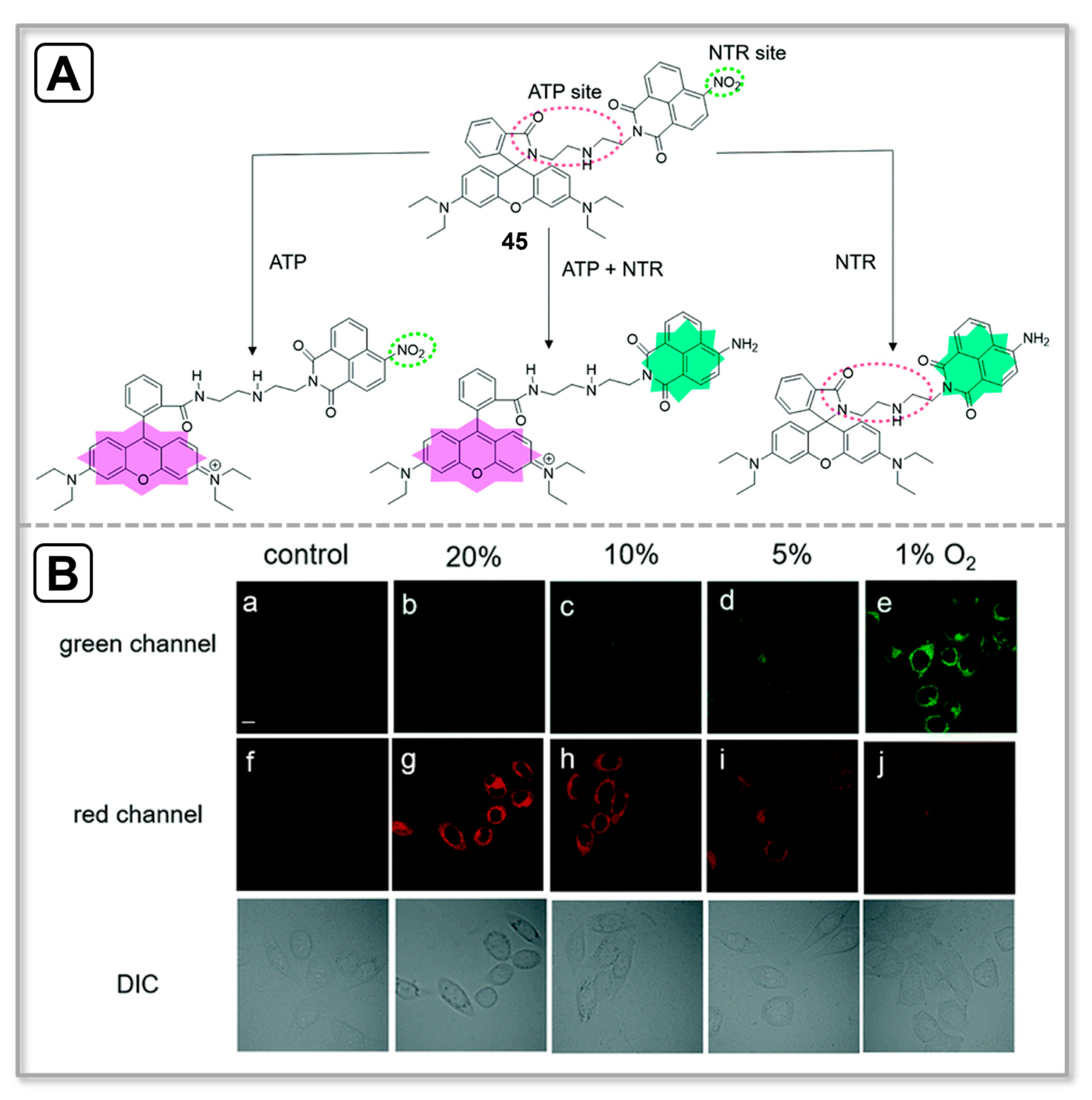 Chemosensors 11 00417 g014