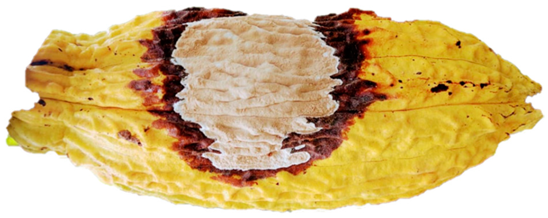 Chemosensors 11 00447 g001