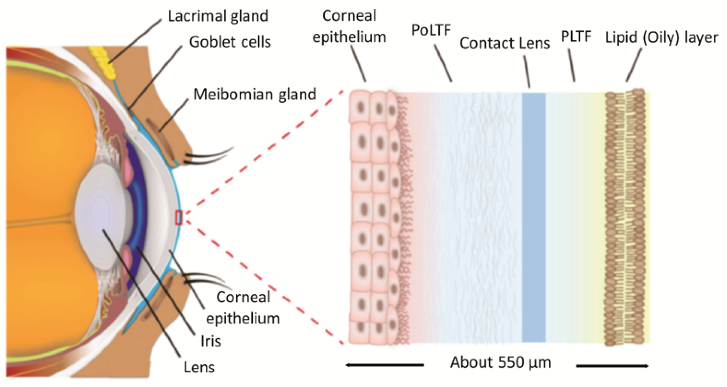 Chemosensors 11 00463 g001