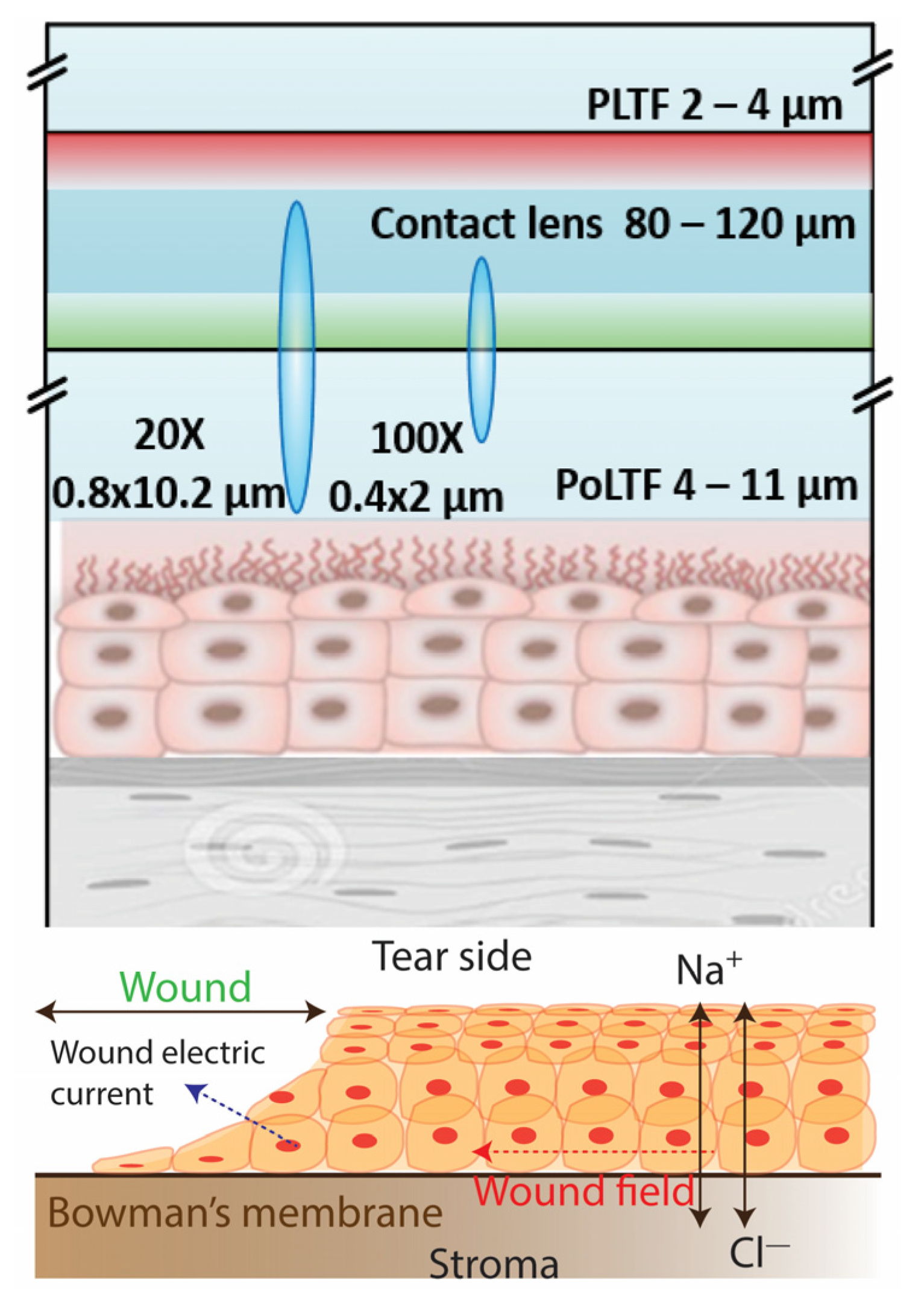 Chemosensors 11 00463 g002