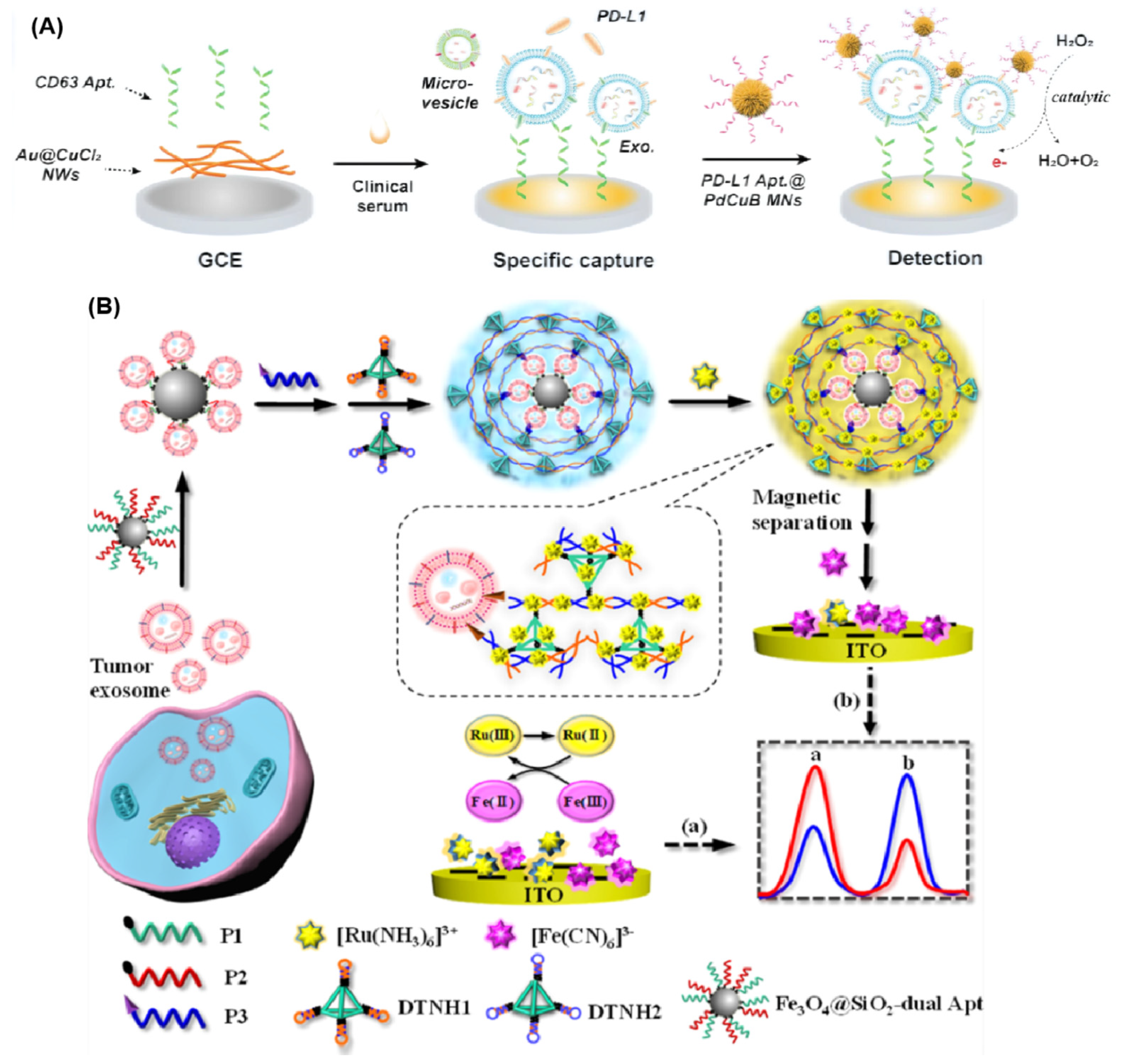 Chemosensors 11 00488 g006