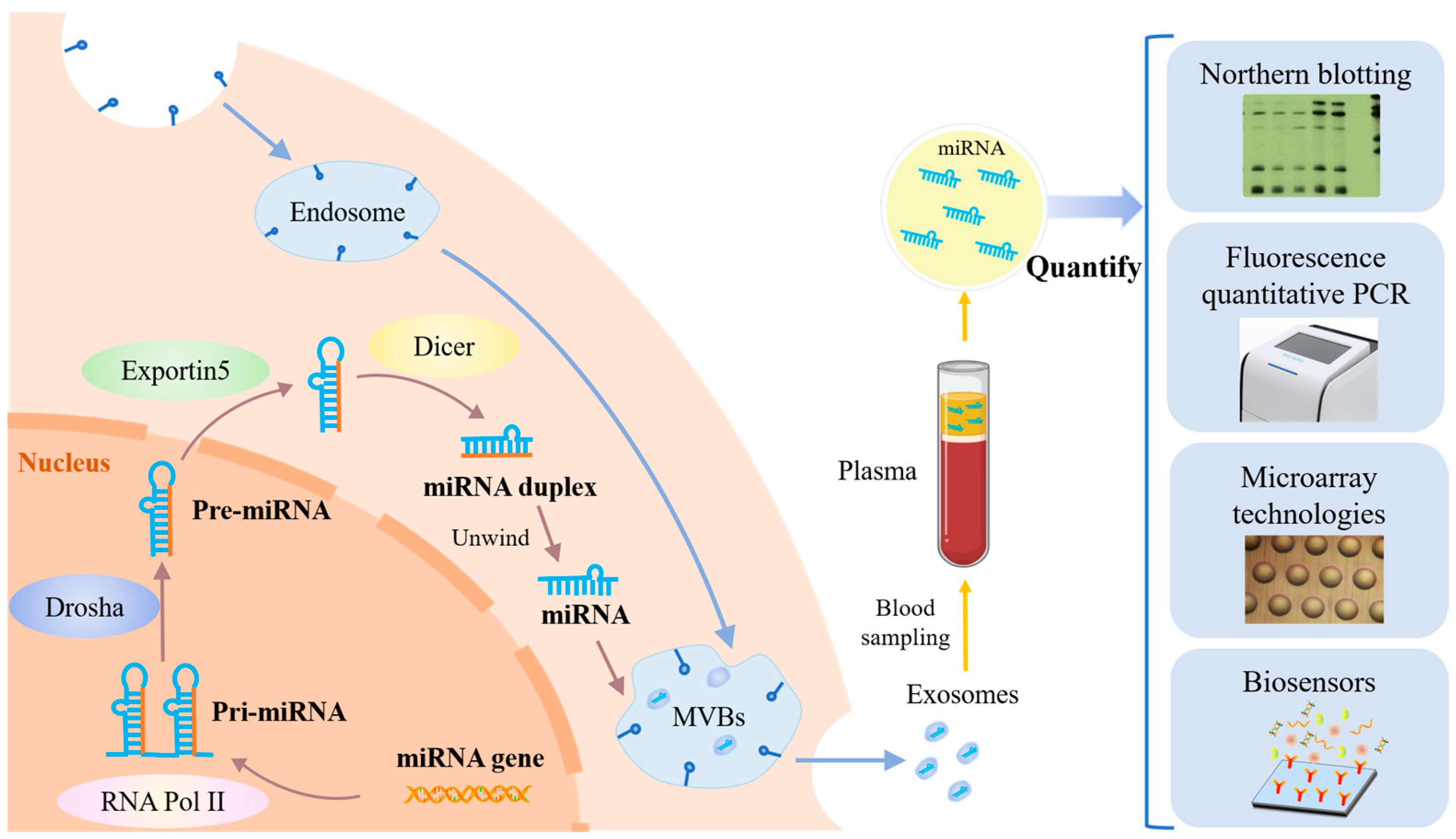 Chemosensors 11 00504 g001