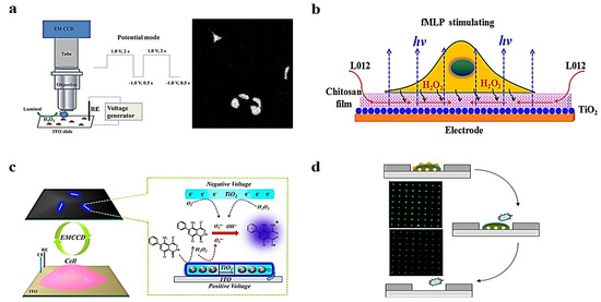 Chemosensors 11 00538 g002