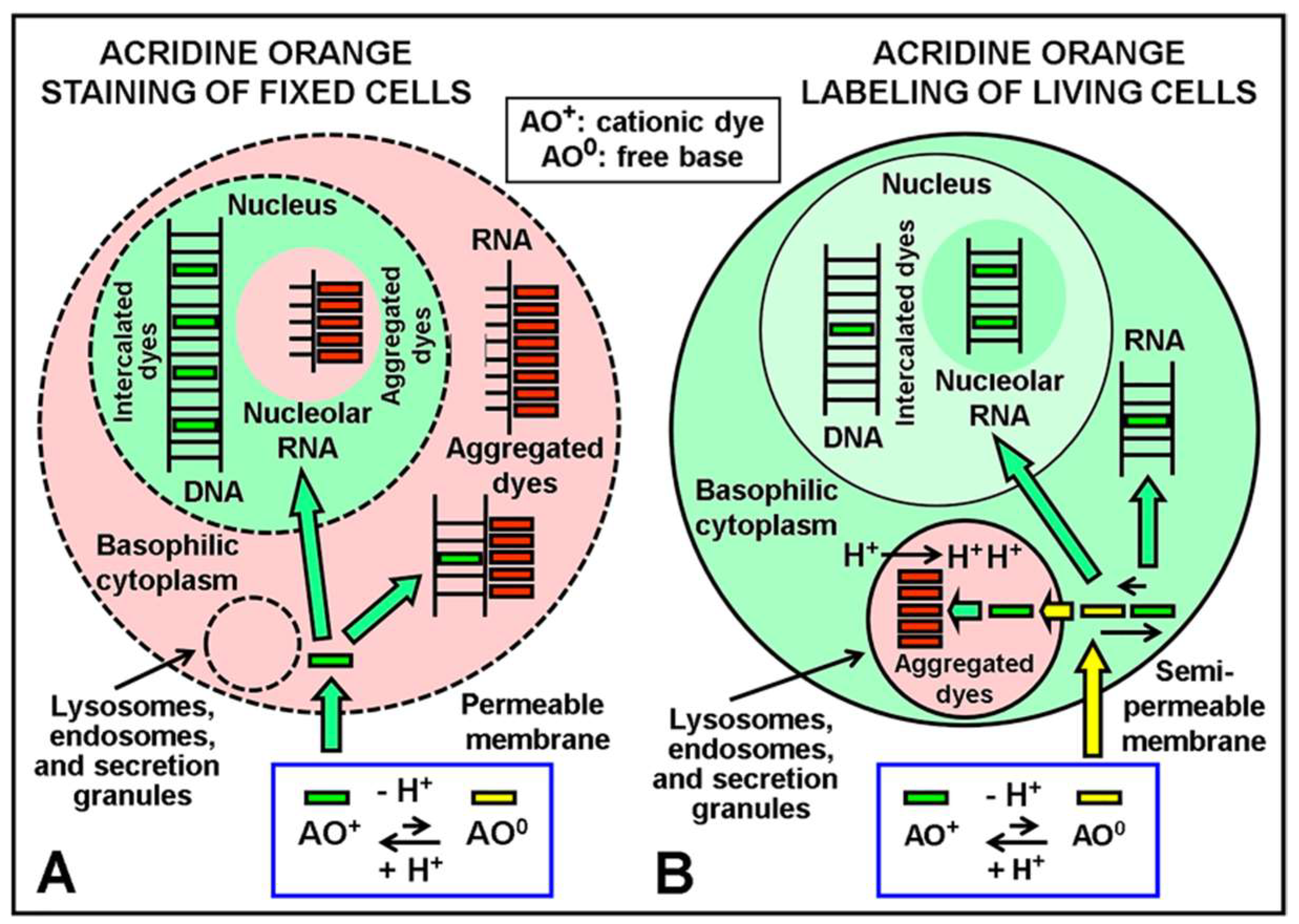Chemosensors 11 00540 g002