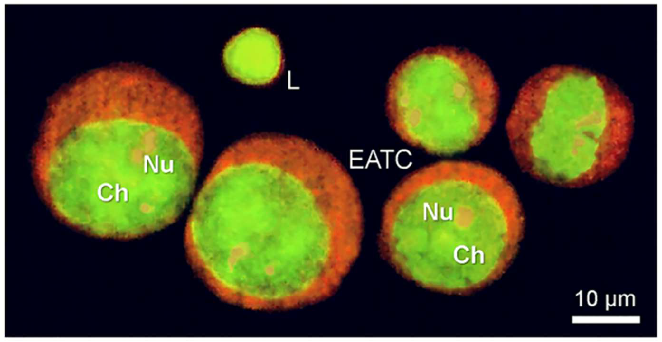 Chemosensors 11 00540 g005