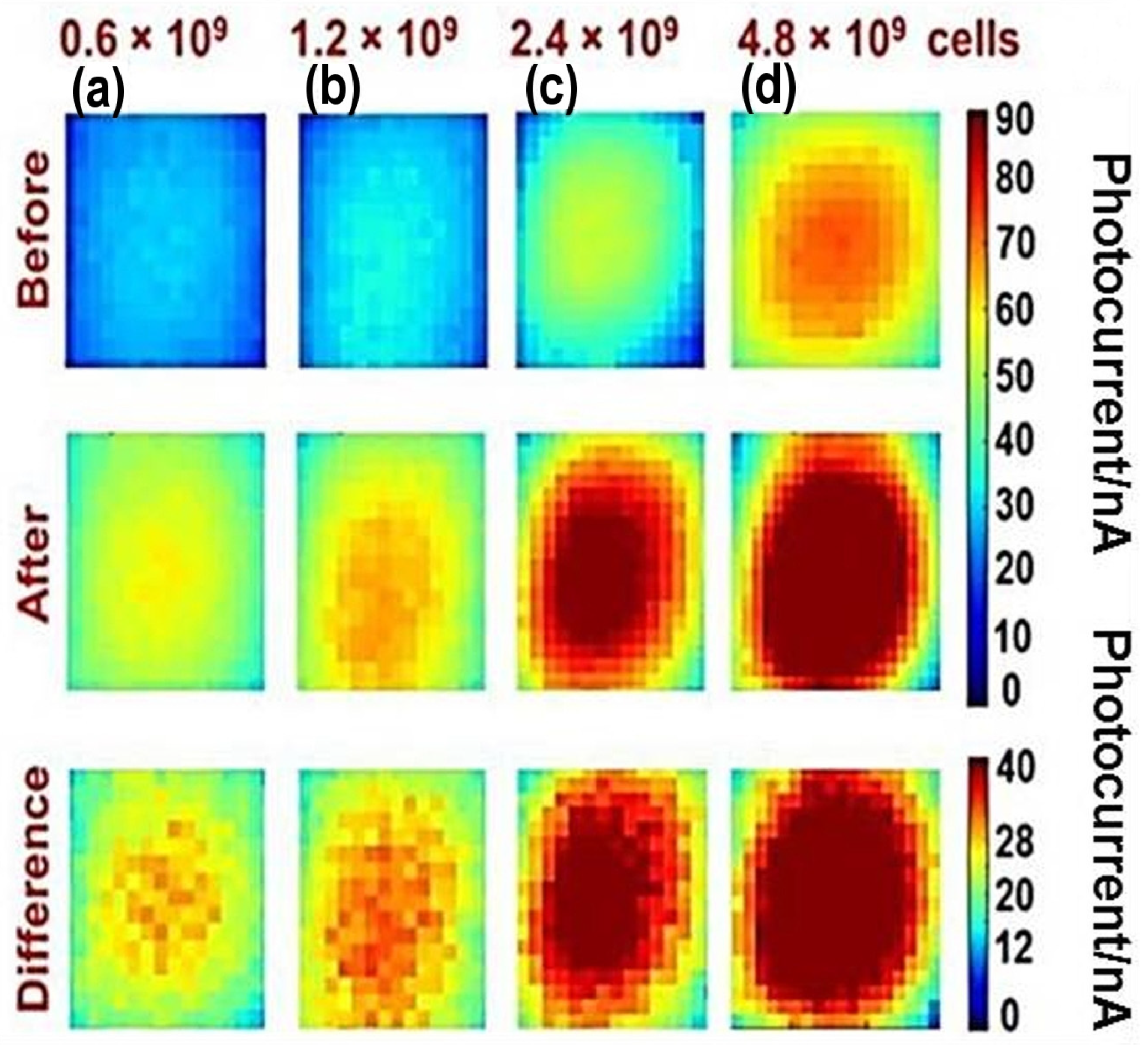 Chemosensors 12 00020 g006