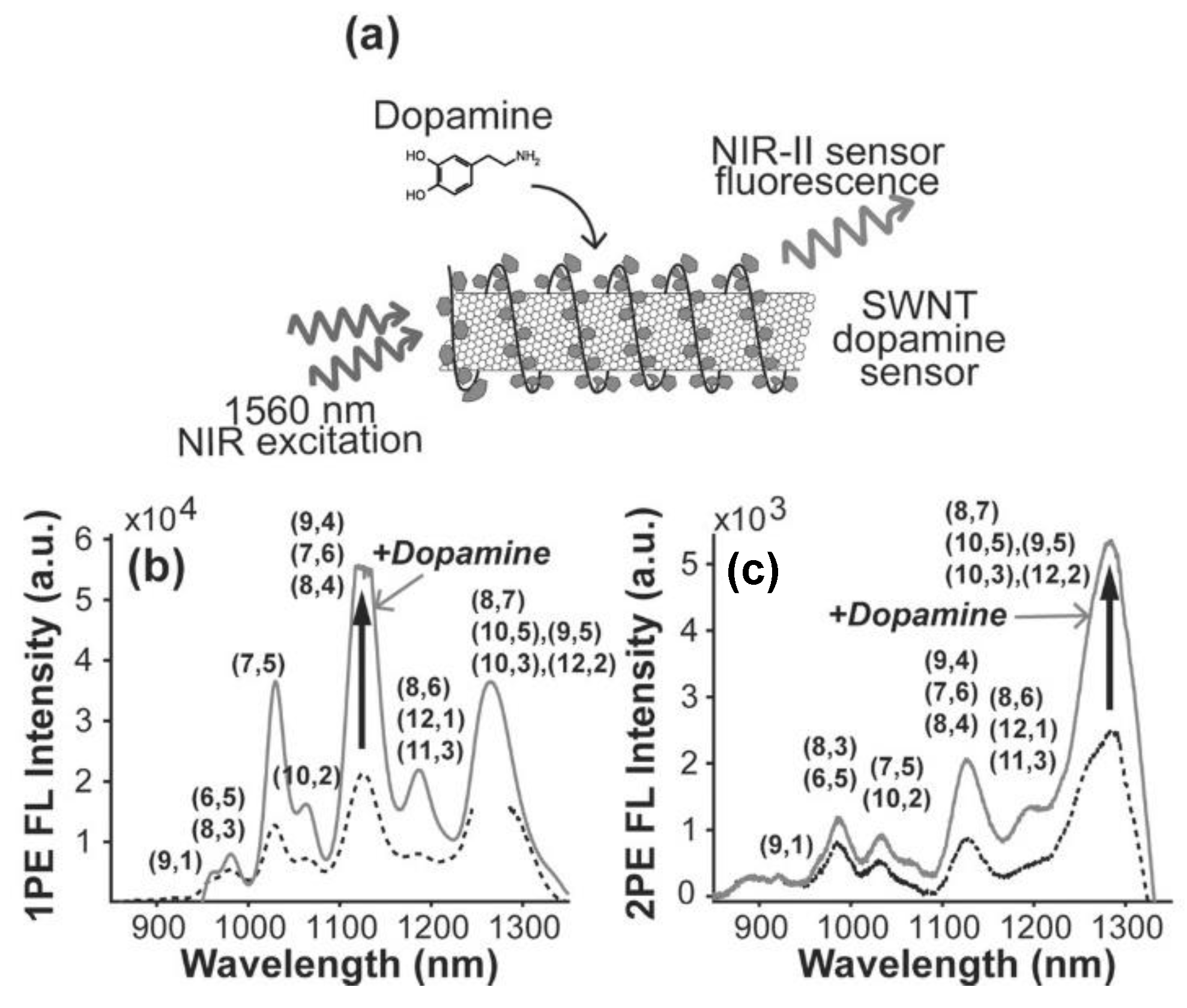 Chemosensors 12 00031 g013