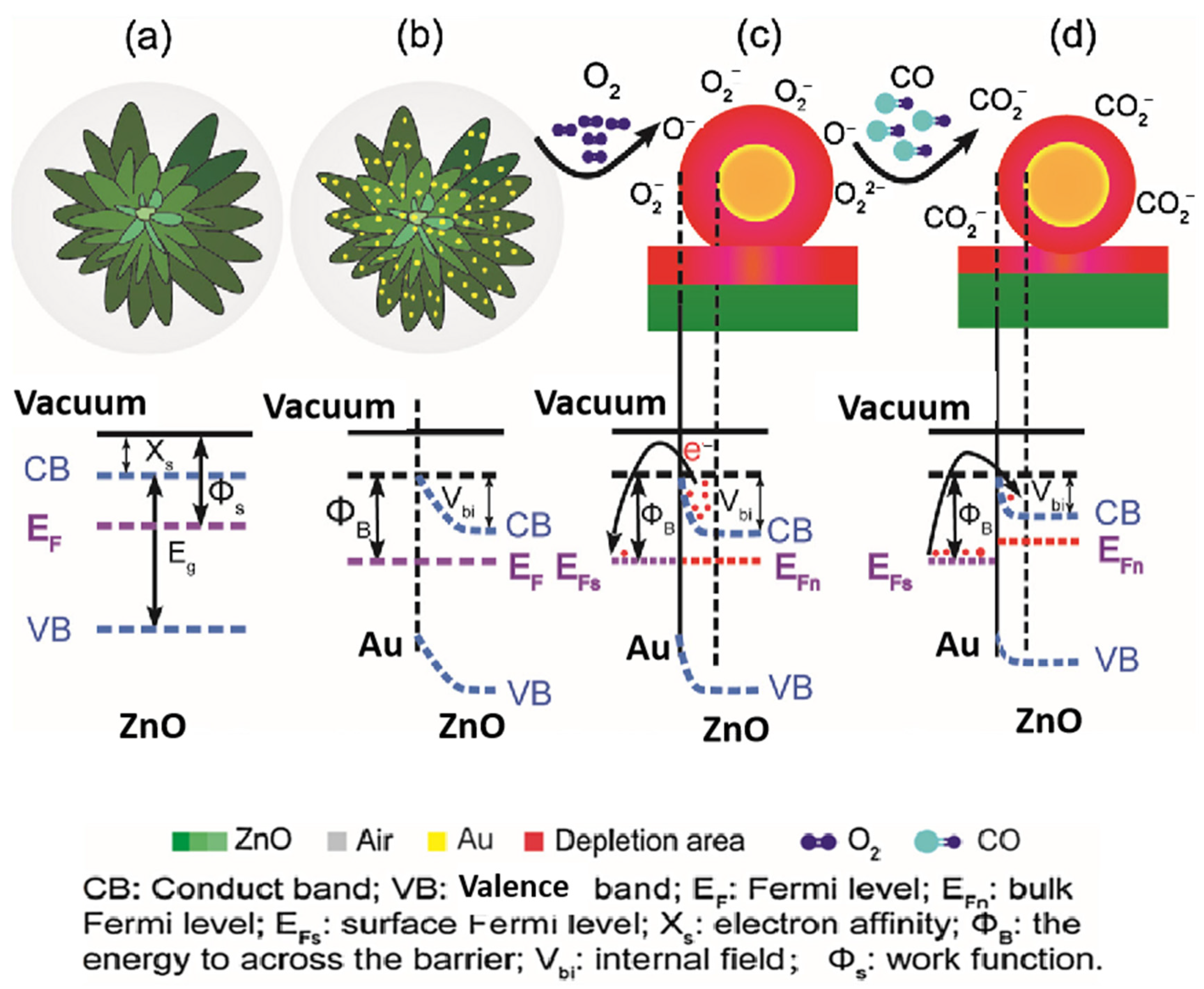Chemosensors 12 00055 g008