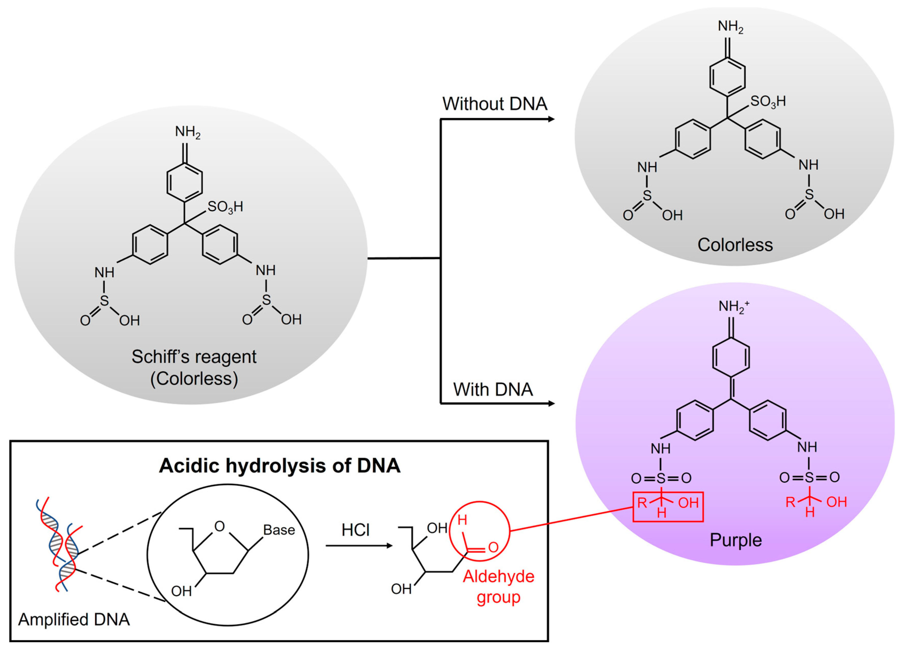 Chemosensors 12 00075 g001