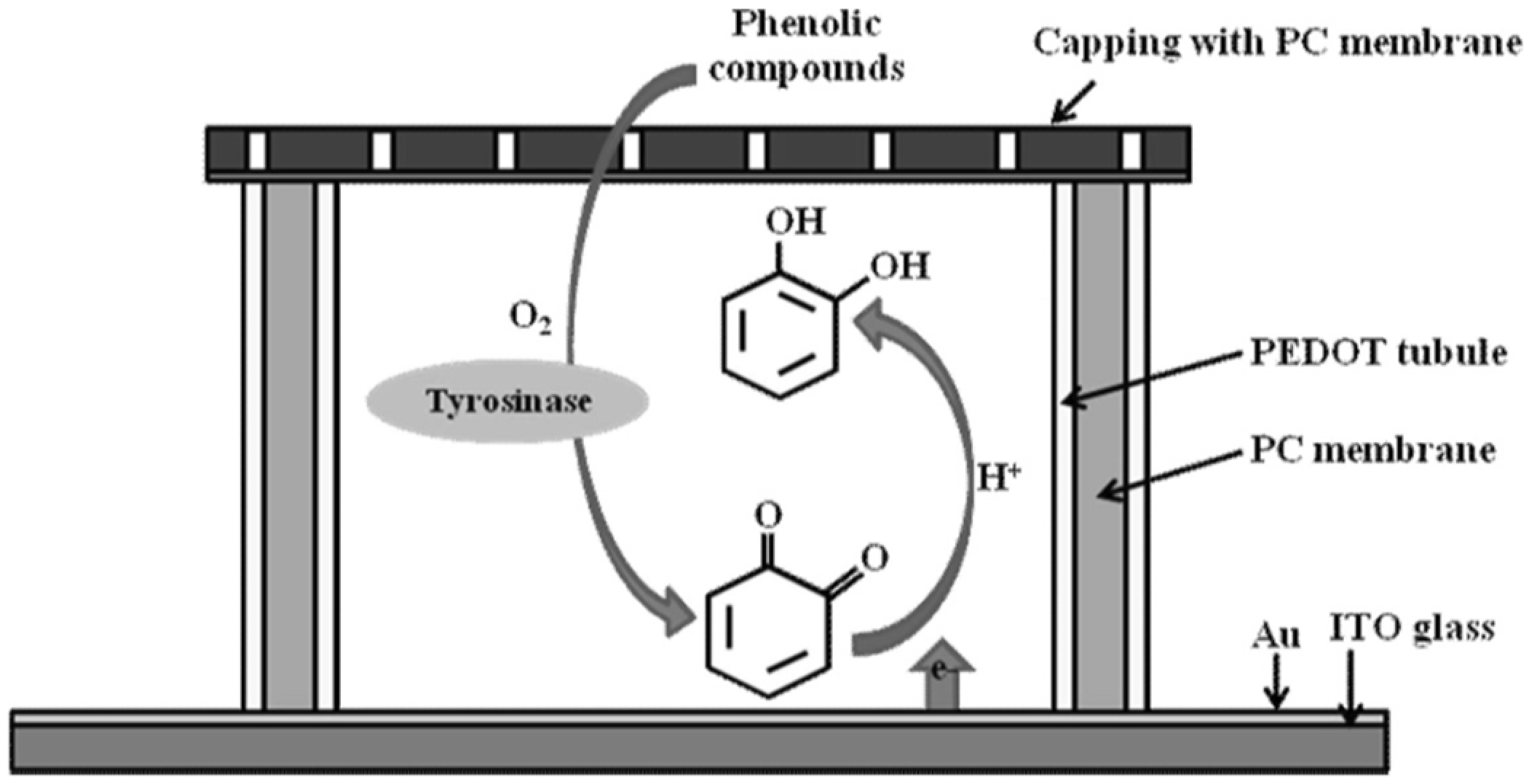 Chemosensors 12 00081 g024