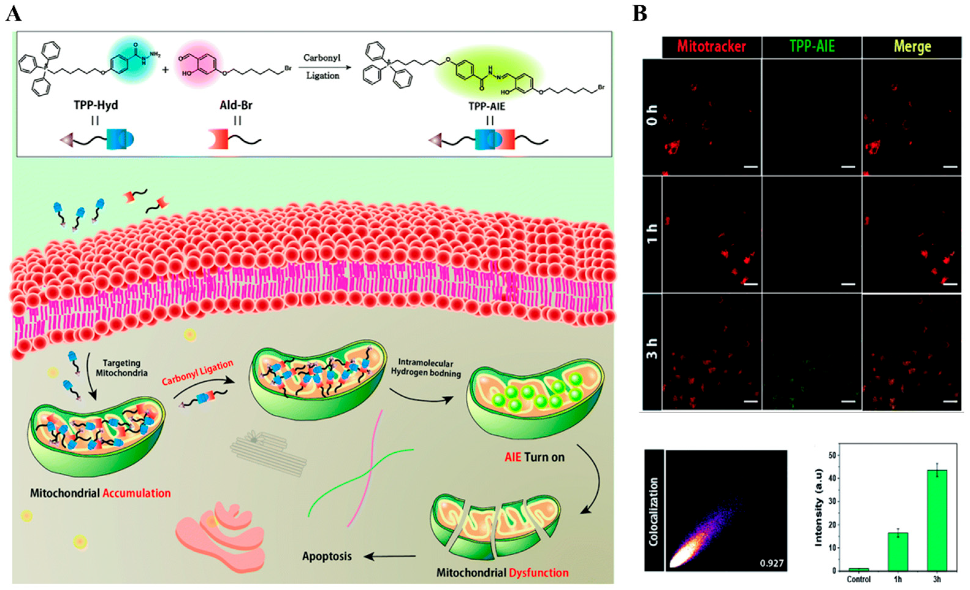 Chemosensors 12 00138 g009