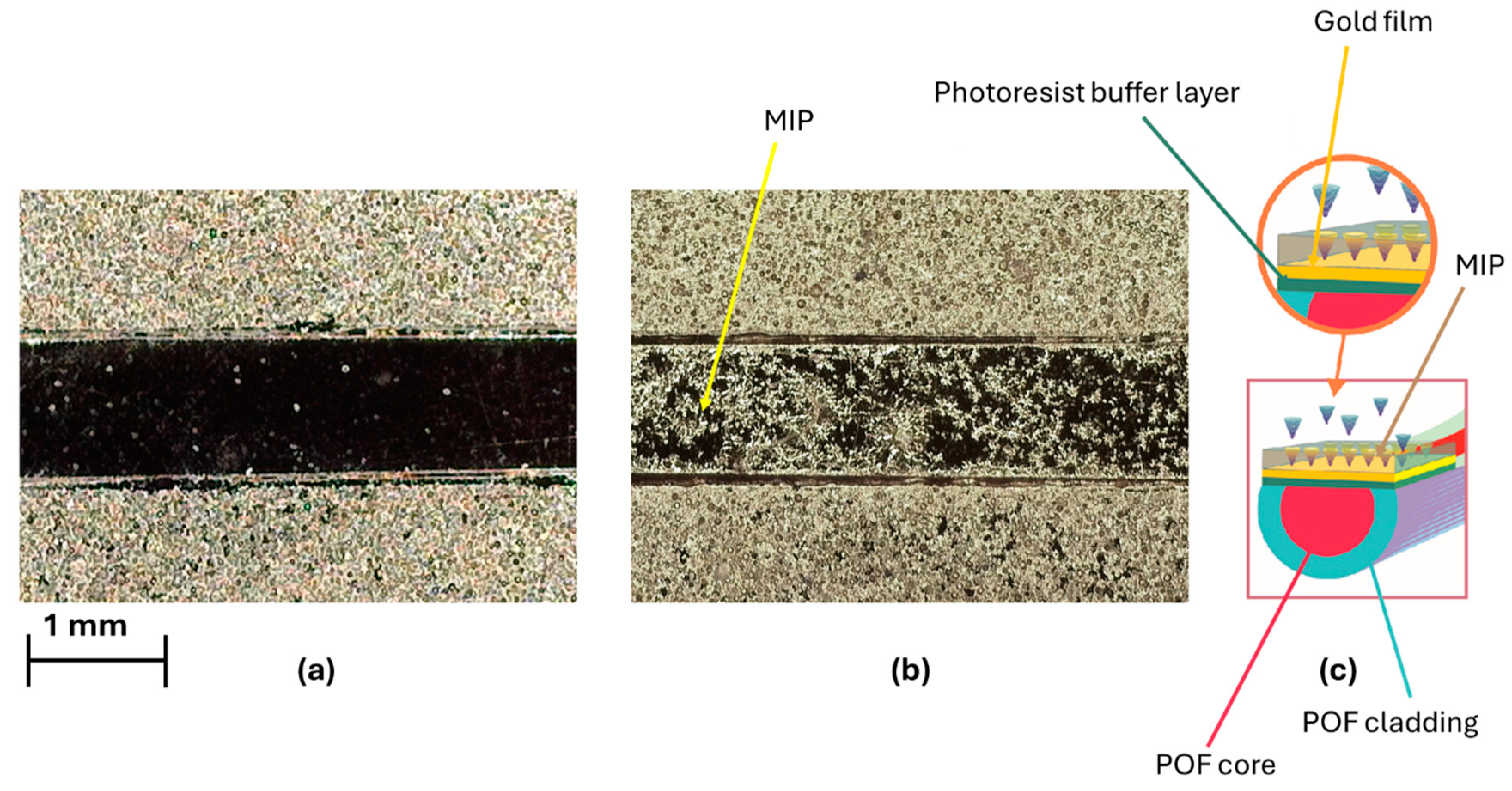 Chemosensors 12 00142 g001