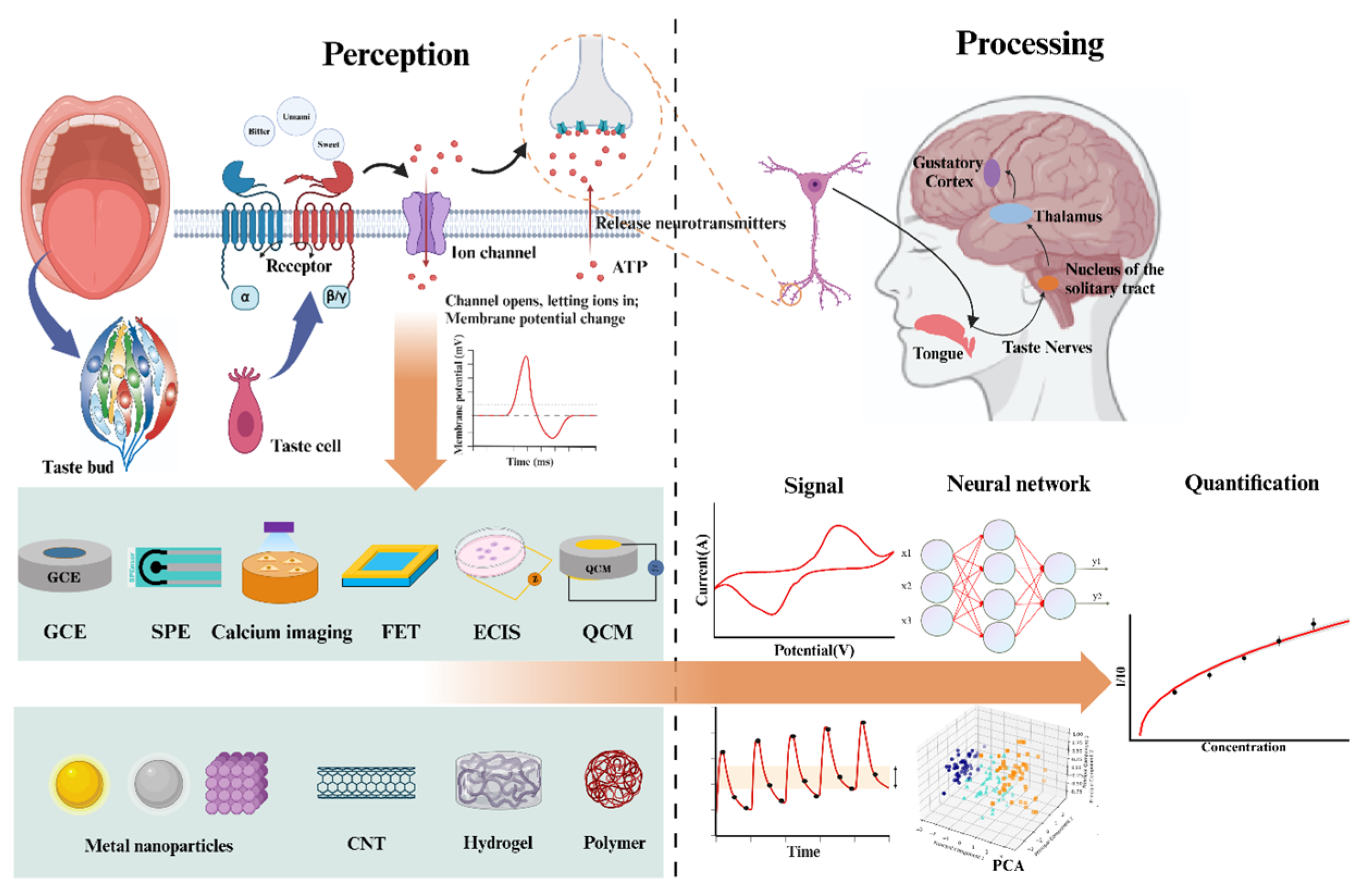 Chemosensors 12 00189 g001