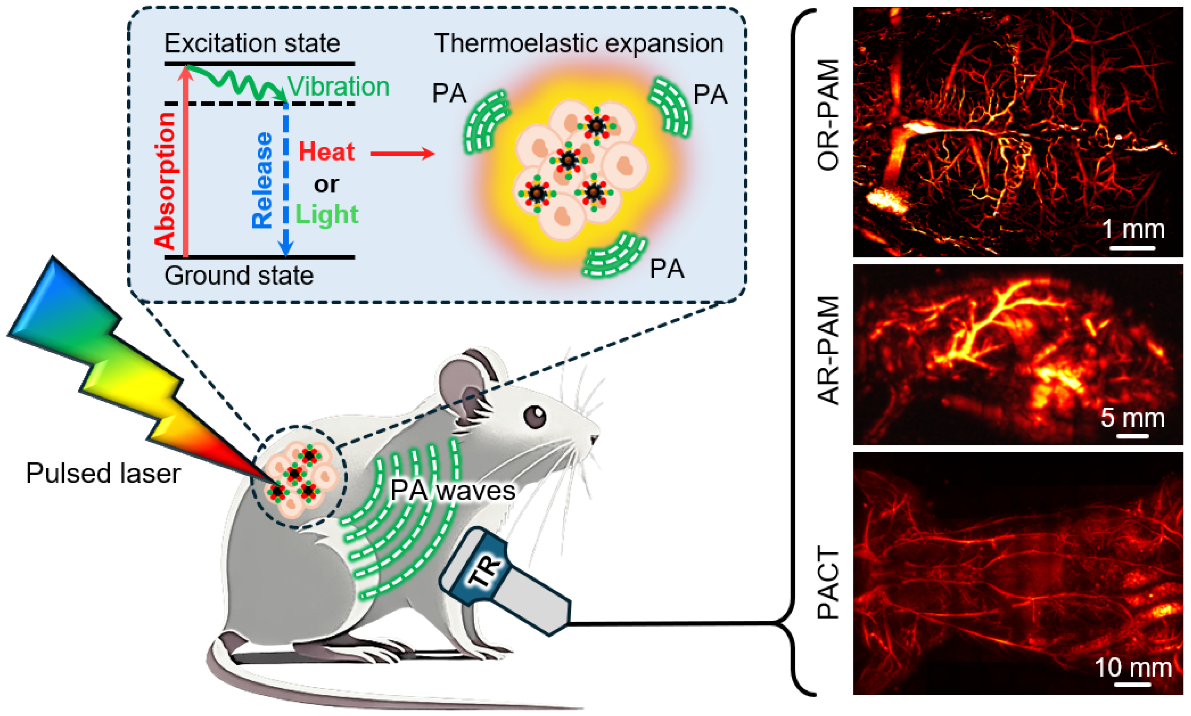 Chemosensors 12 00257 g001