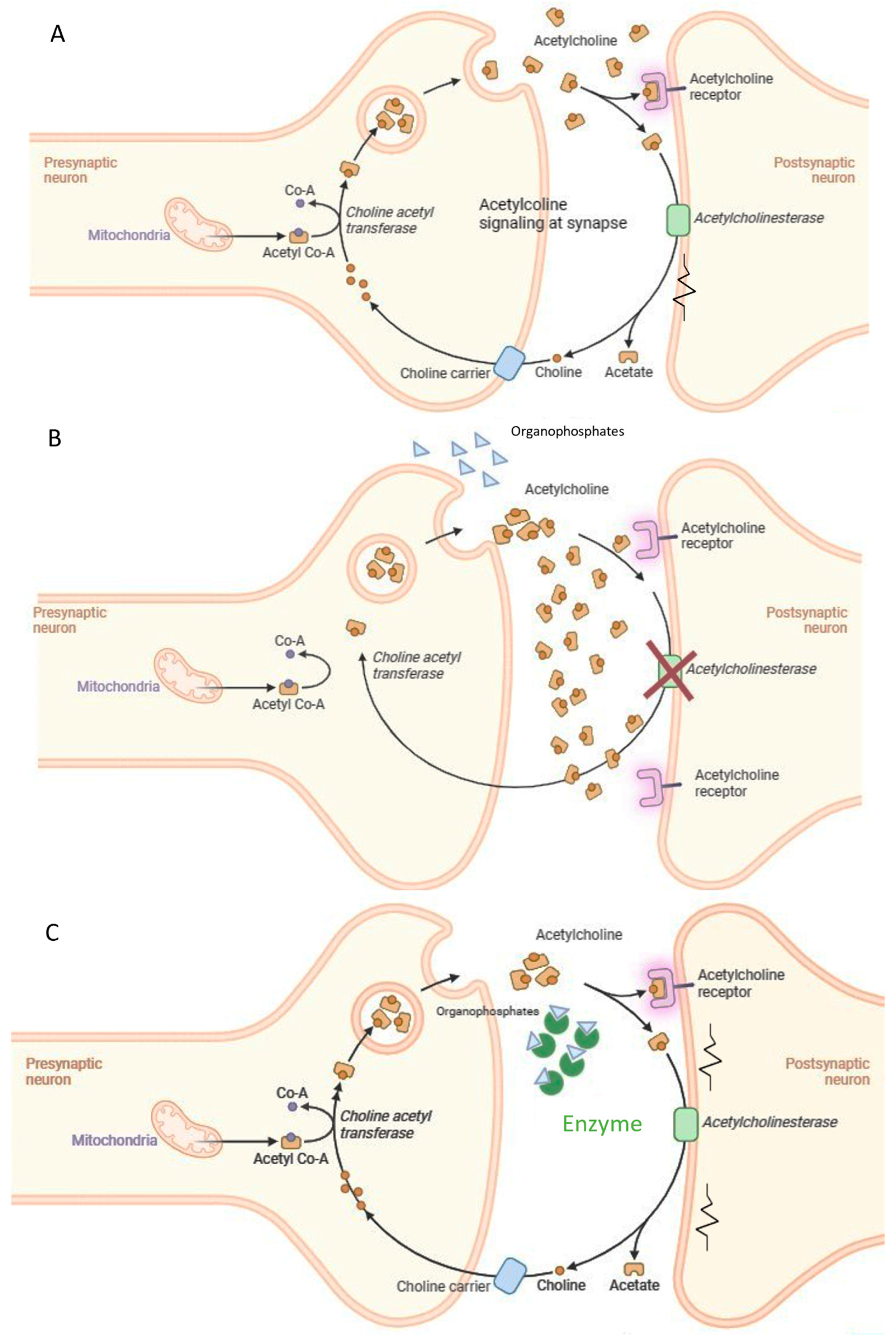 Chemosensors 13 00012 g002 Chemosensors 13 00012 g002