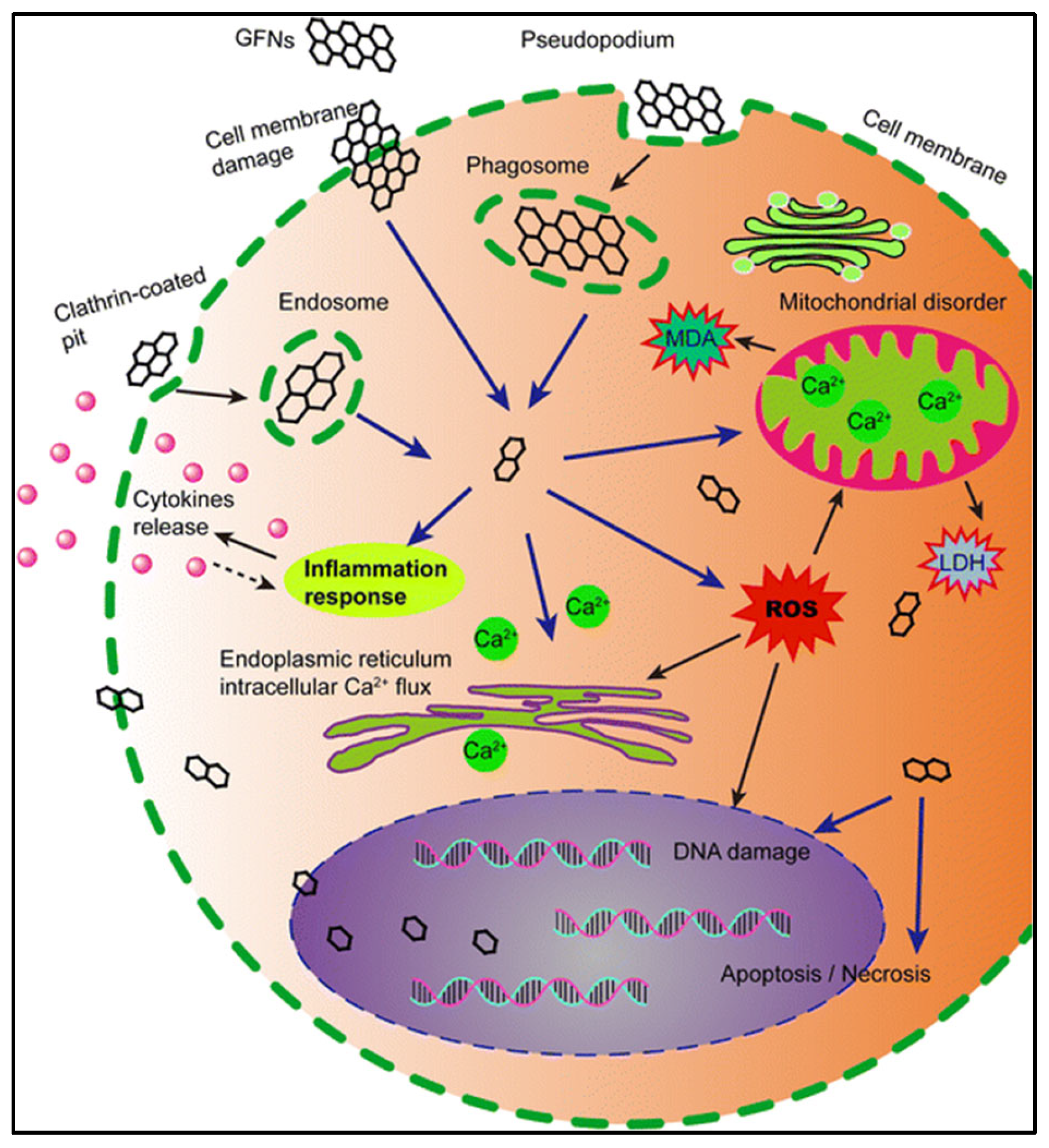 Chemosensors 13 00015 g011 Chemosensors 13 00015 g011