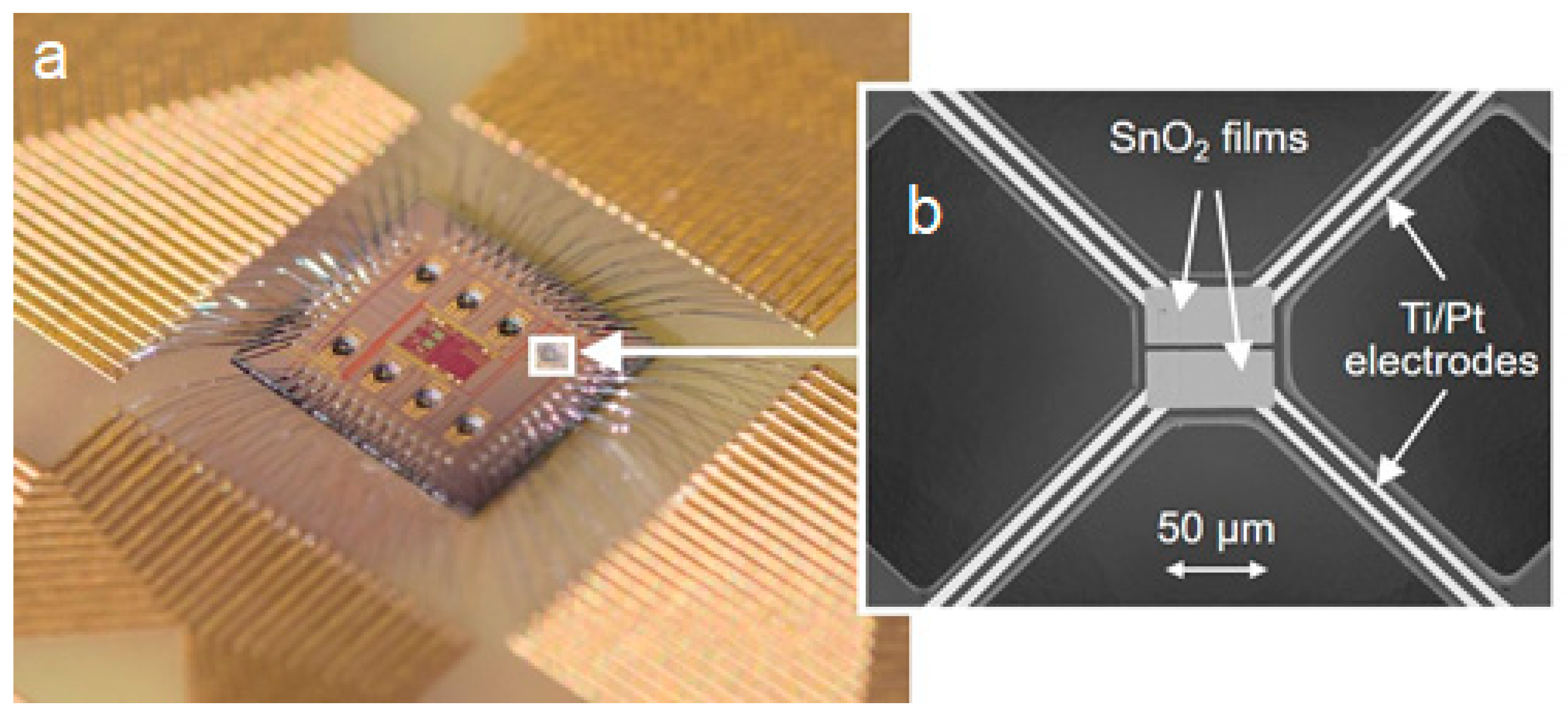 Chemosensors 13 00059 g001