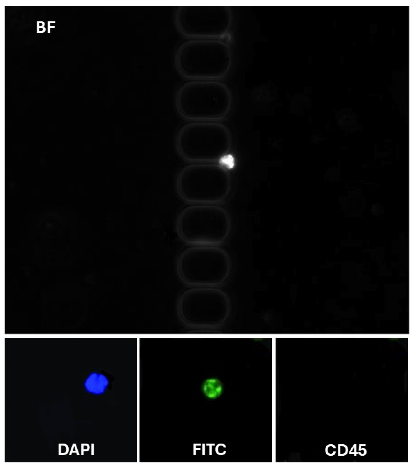 Chemosensors 13 00064 g004