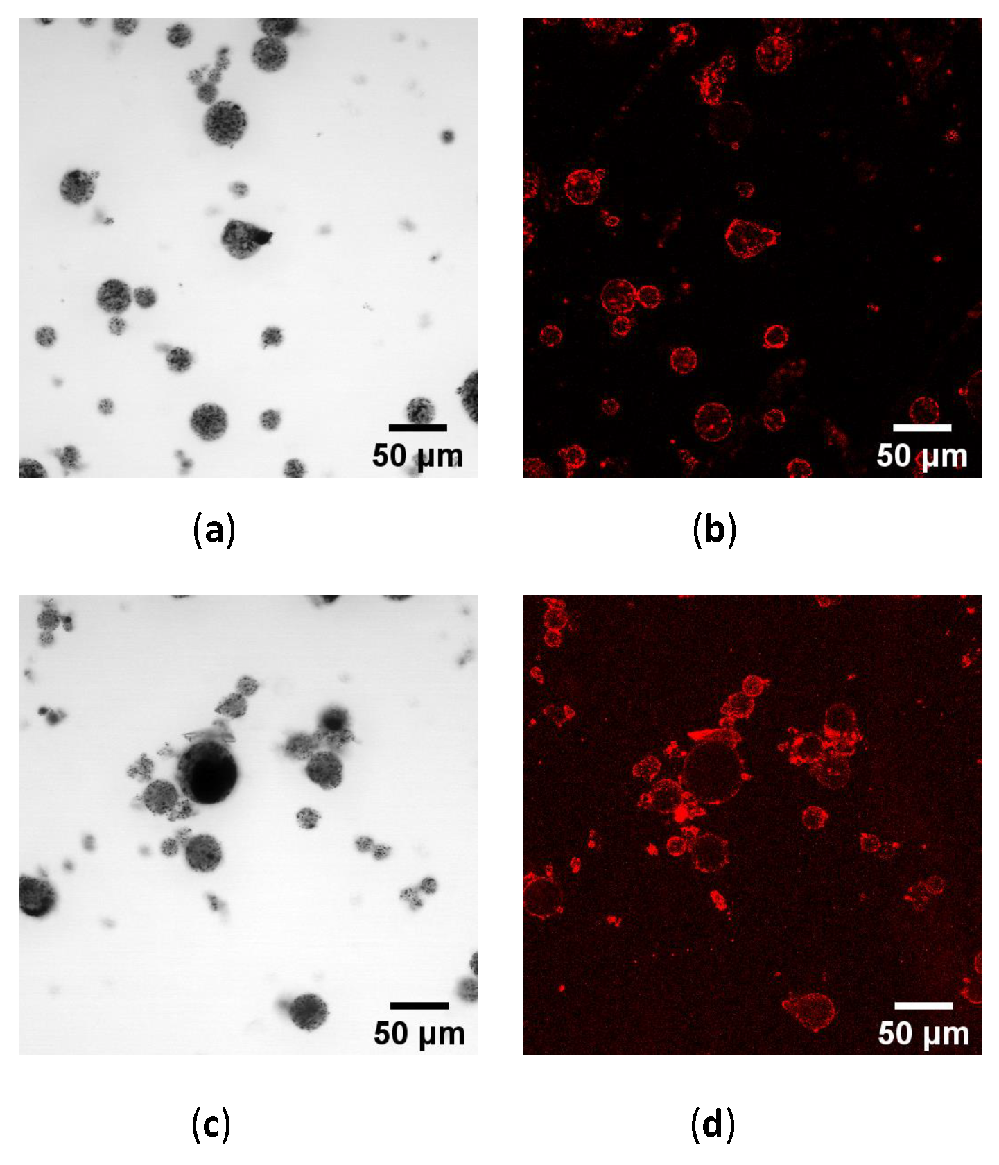 Chemosensors 13 00083 g005