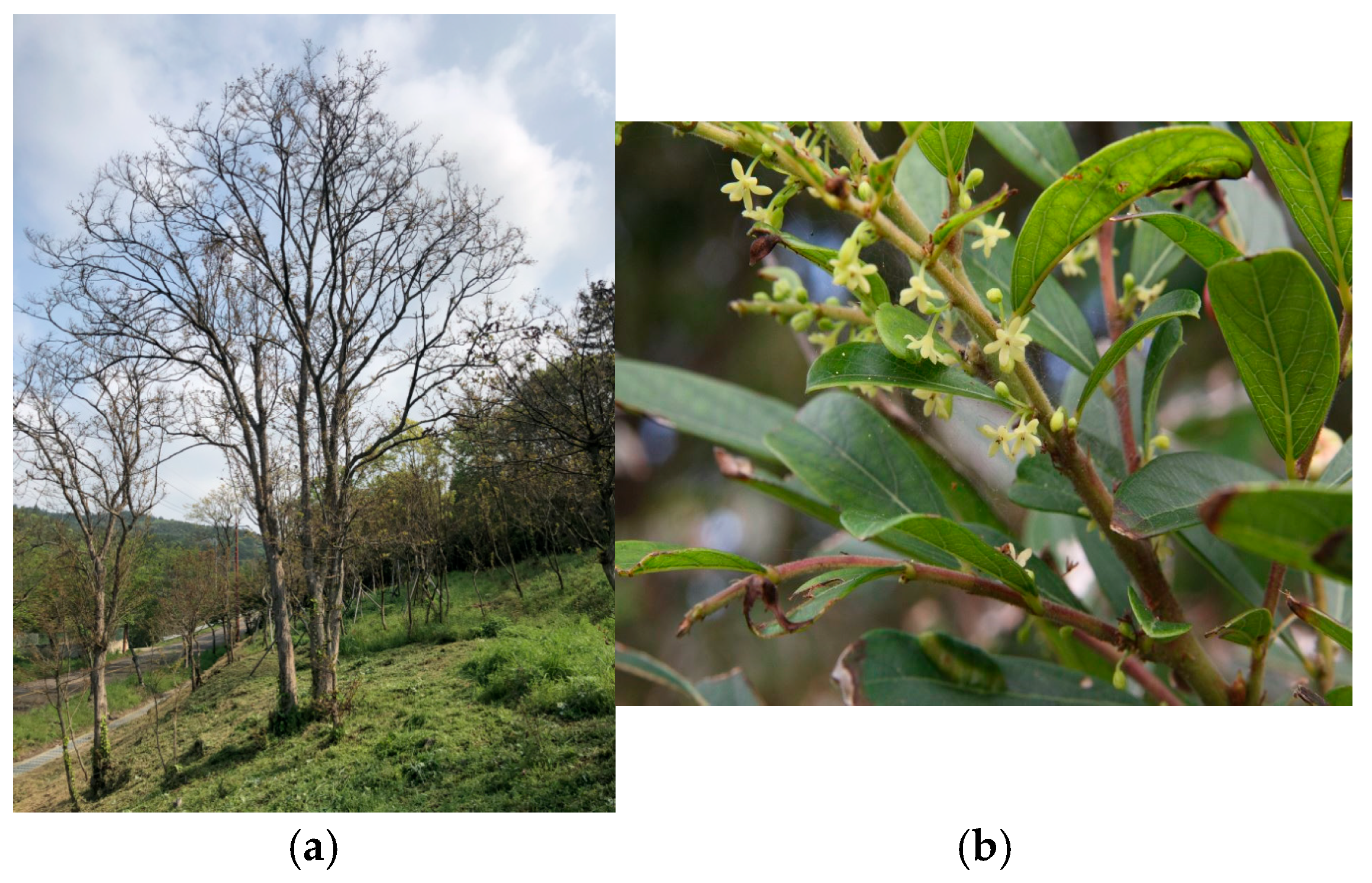 Chemosensors 13 00116 g001