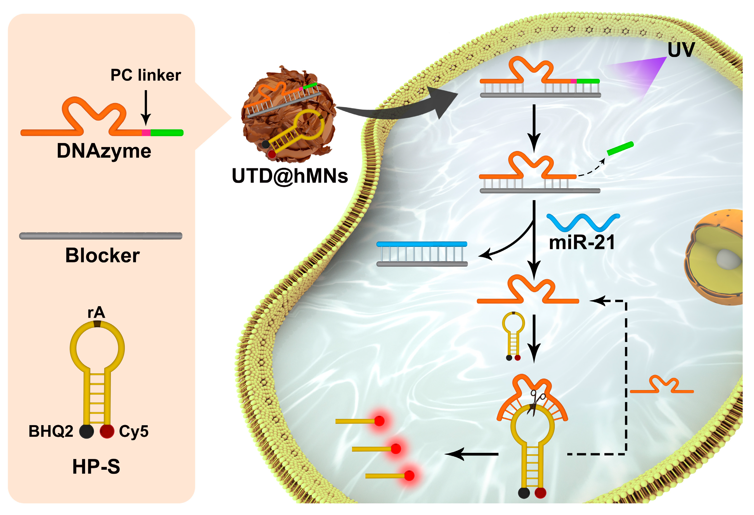 Chemosensors 13 00123 g001