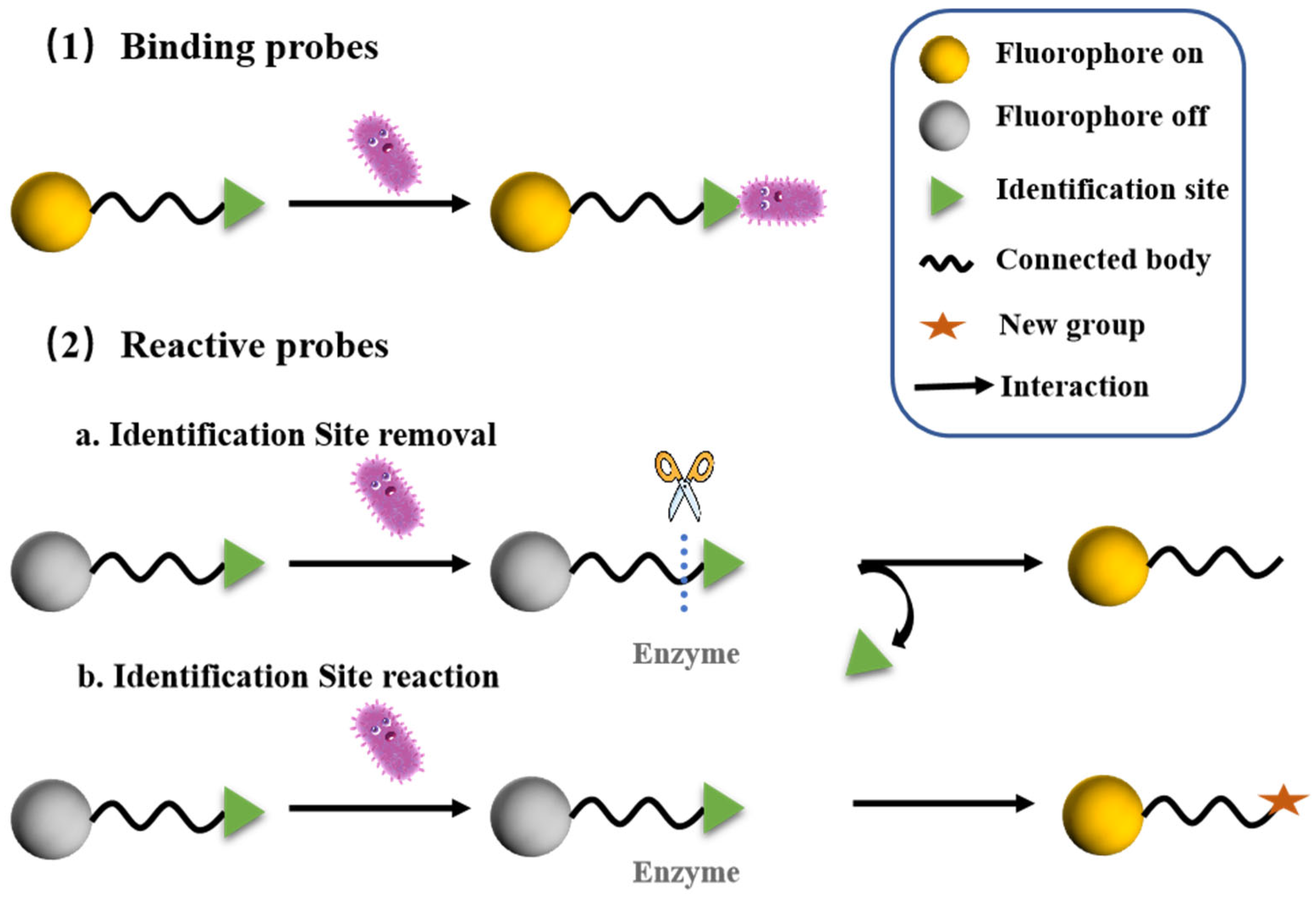 Chemosensors 13 00182 g002