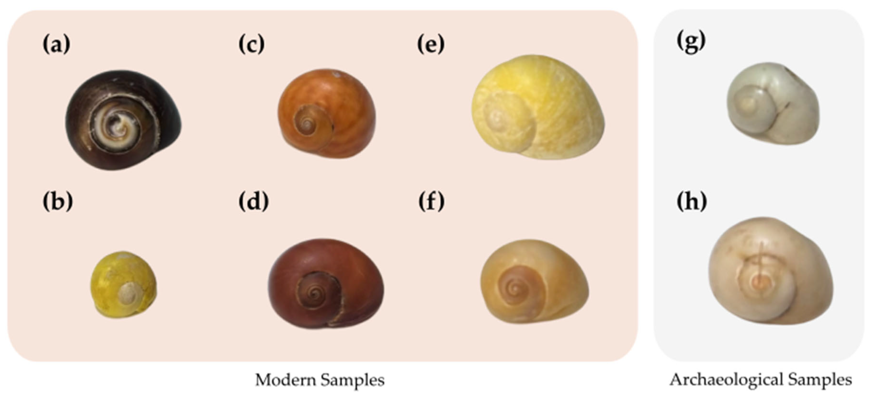 Chemosensors 13 00232 g001