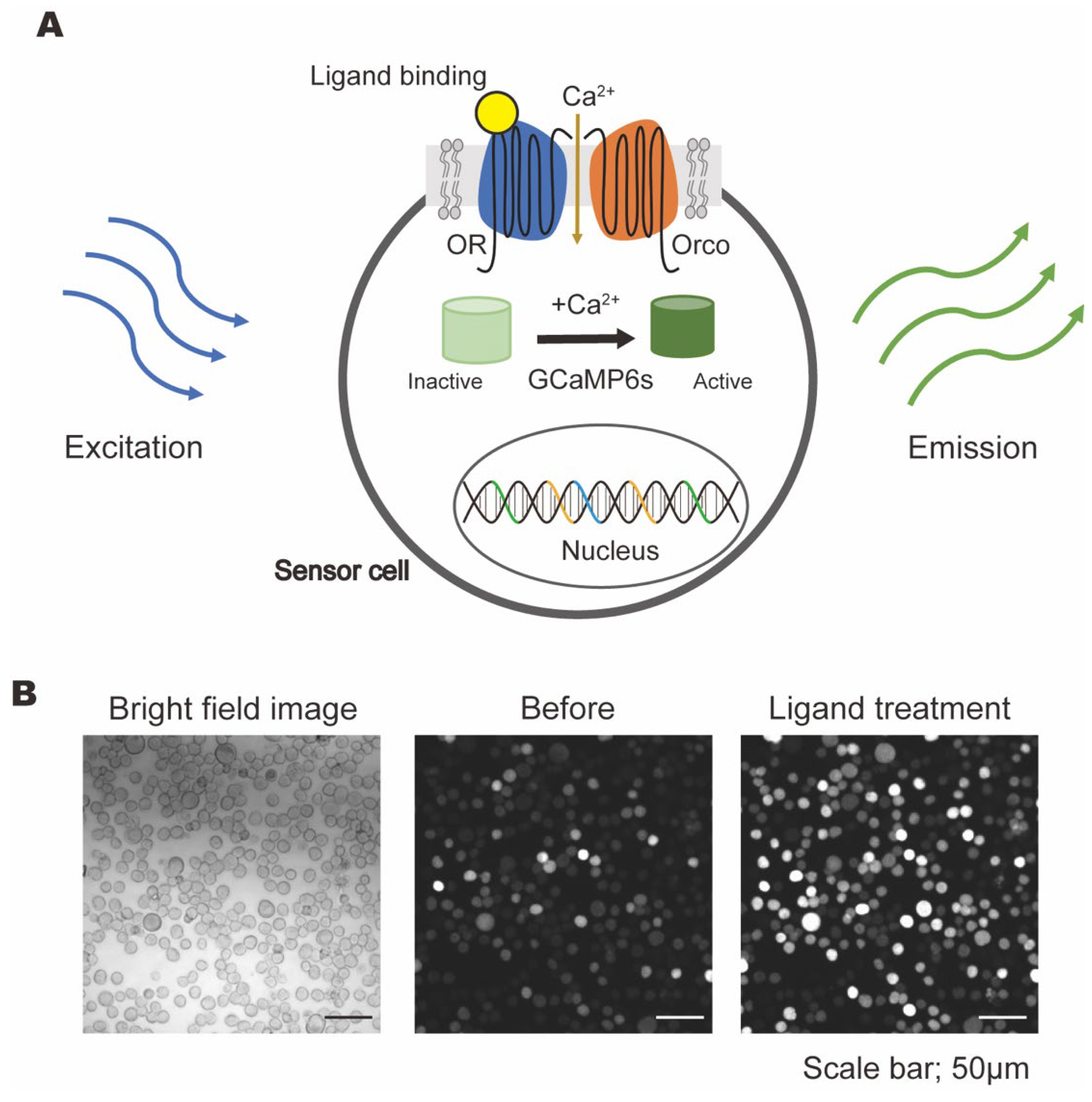 Chemosensors 13 00273 g001