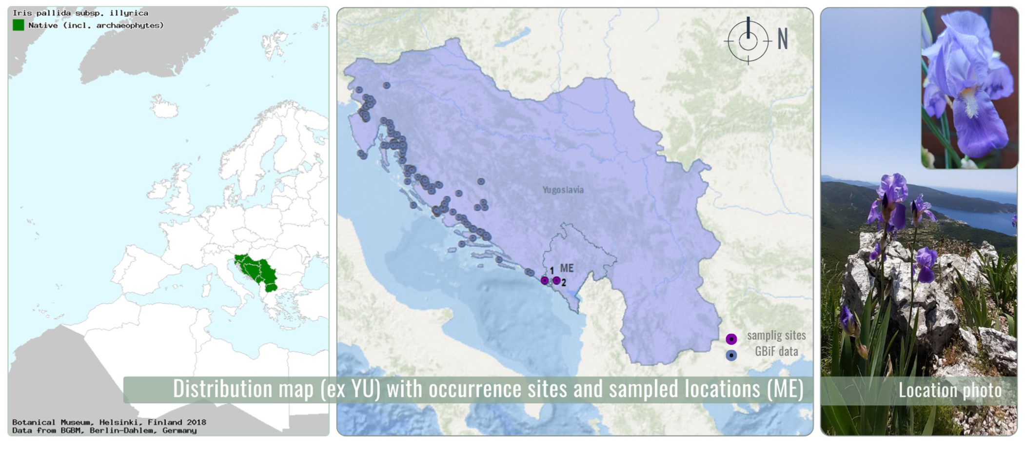 Chemosensors 13 00319 g001