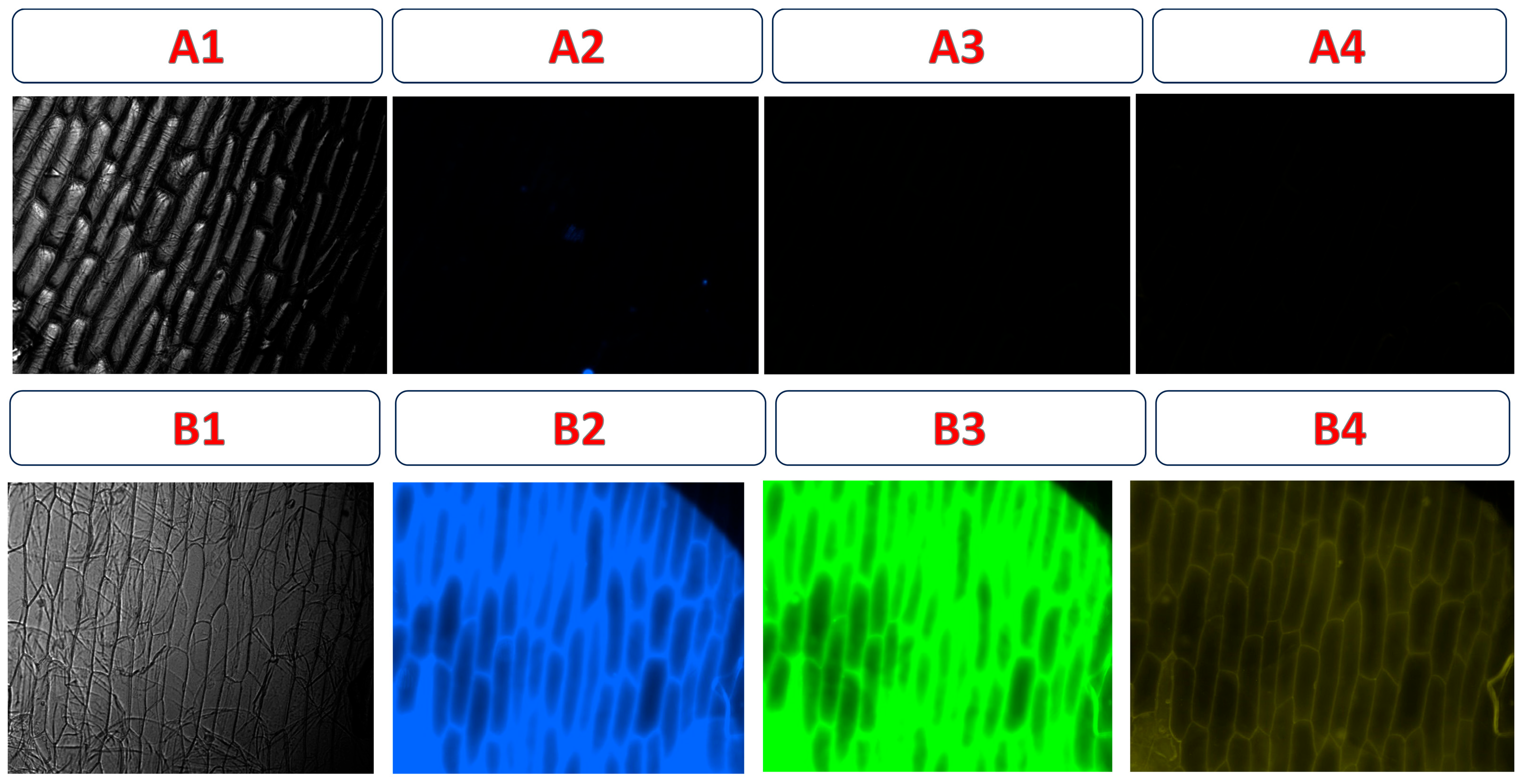 Chemosensors 13 00326 g013