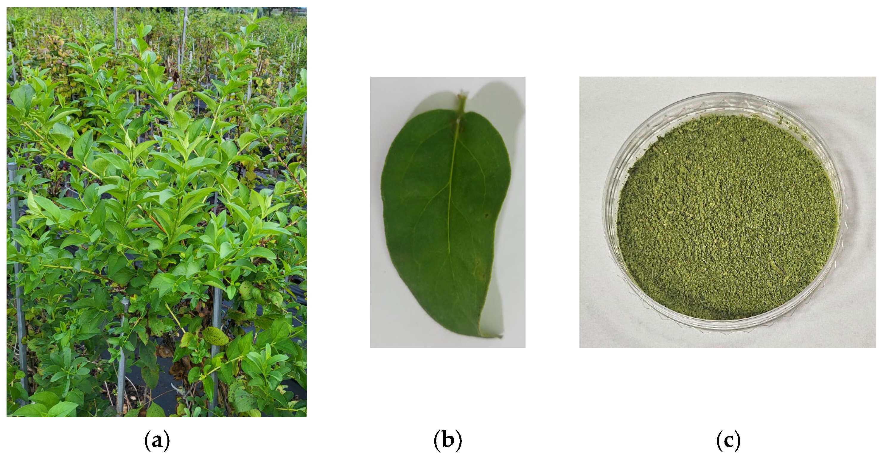 Chemosensors 13 00331 g001
