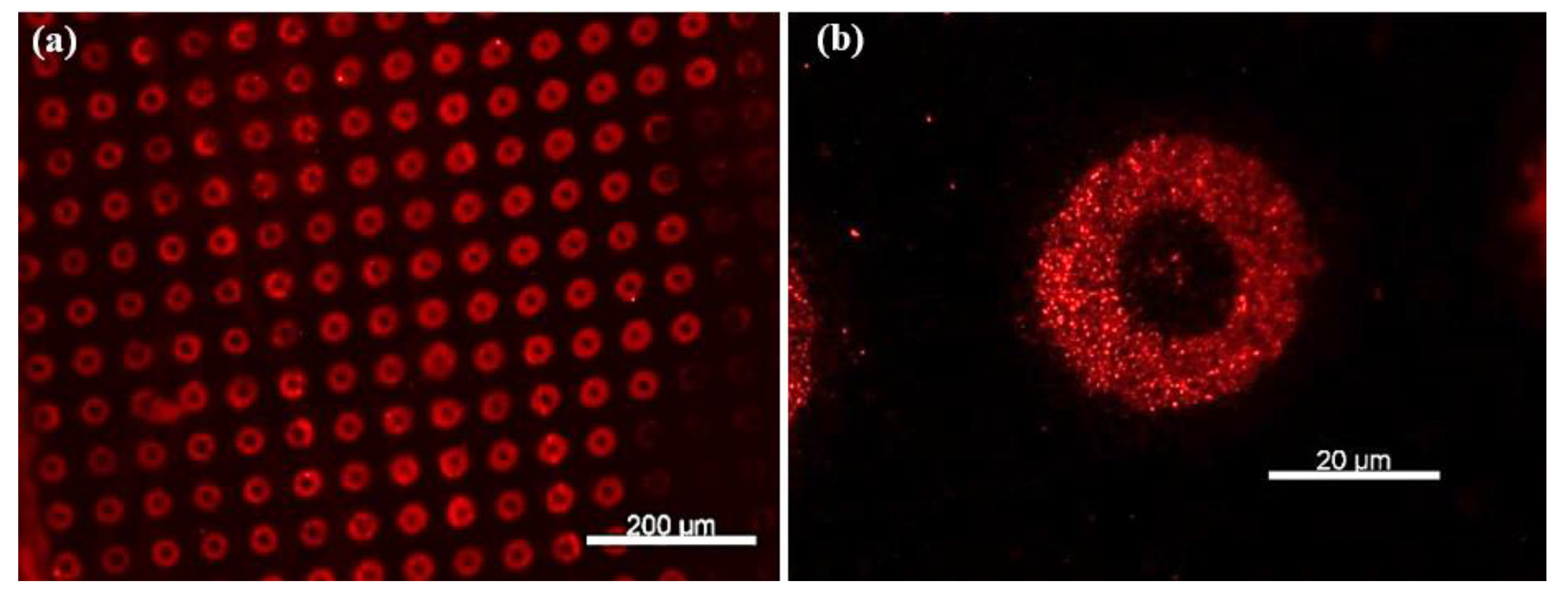 Chemosensors 13 00338 g007a