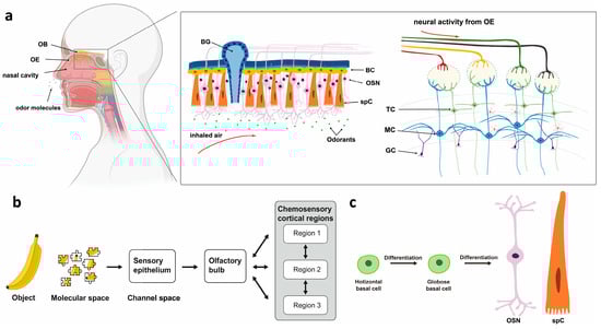 Chemosensors 13 00381 g002