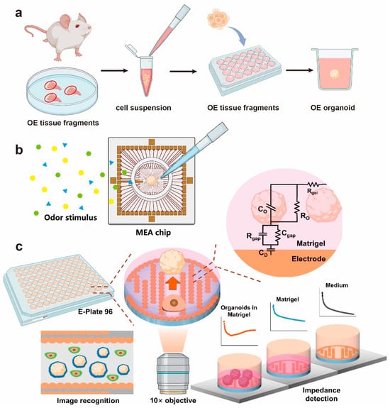 Chemosensors 13 00381 g003