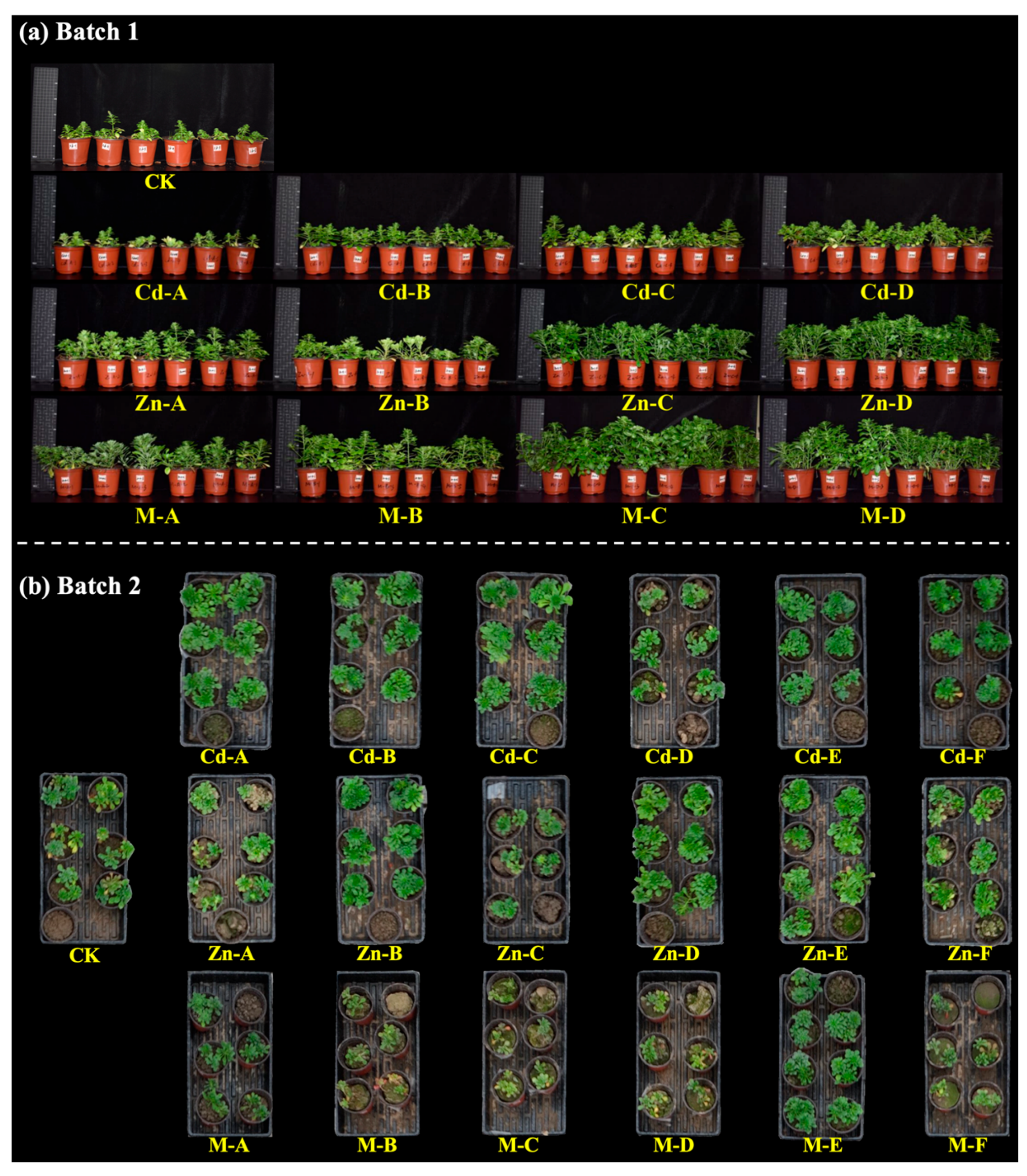 Chemosensors 14 00029 g003 Chemosensors 14 00029 g003