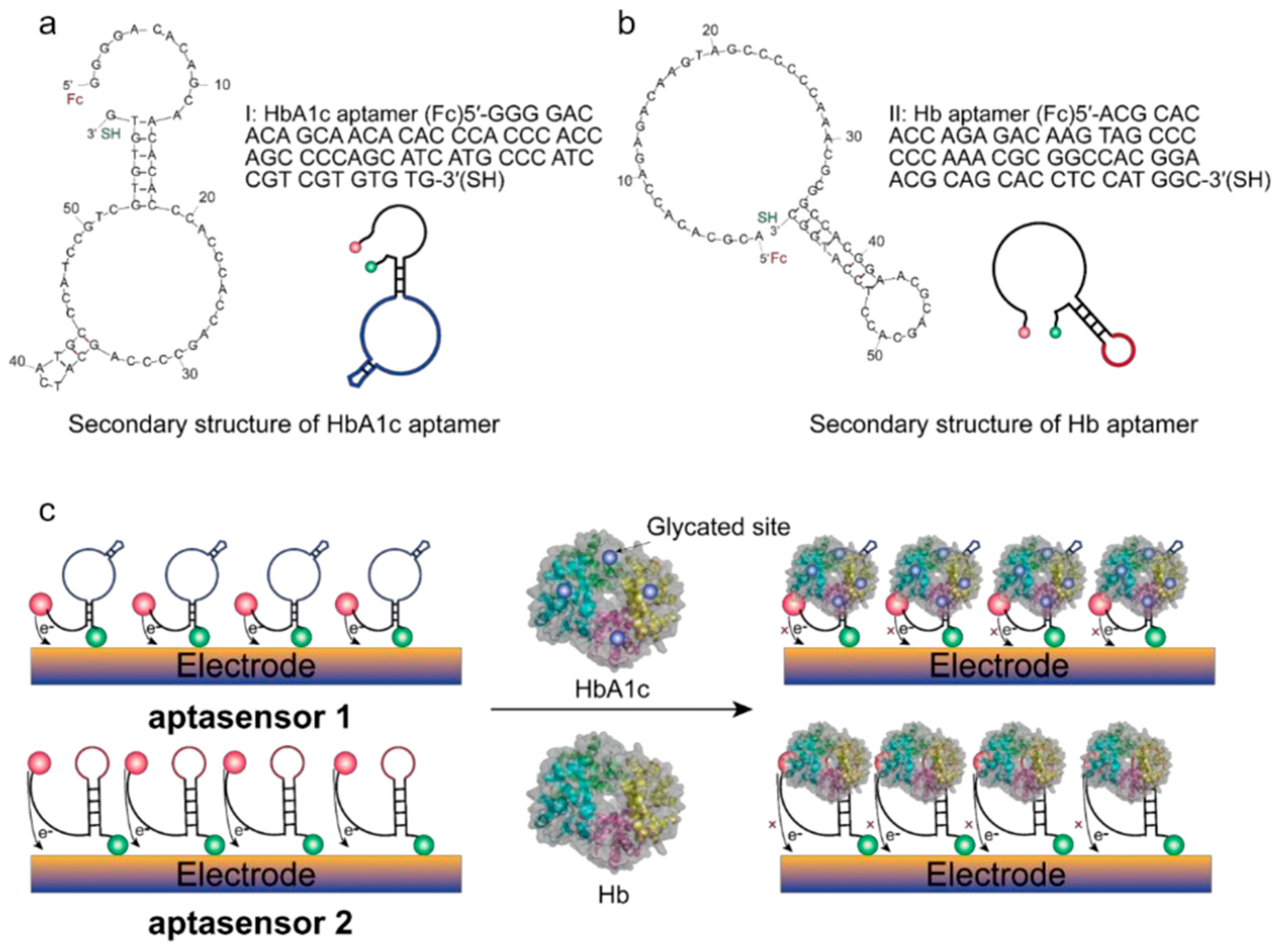 Binding Sensor Electrochemical Hemoglobin Biosensors for Point-of-Care Diagnostics