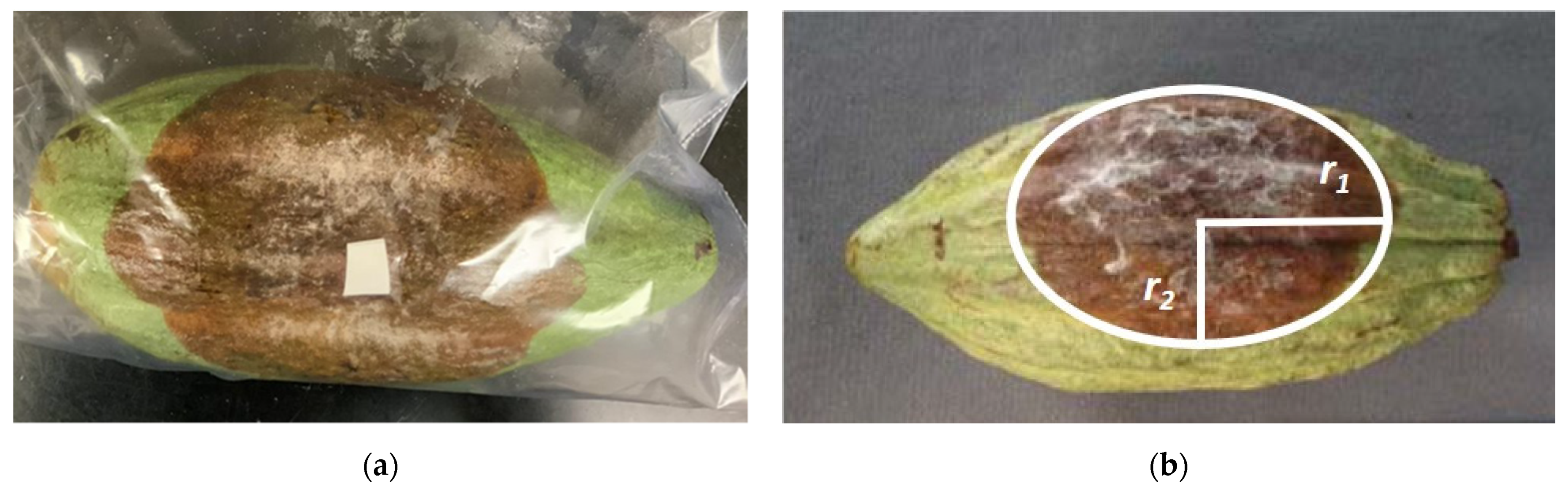 Chemproc 10 00071 g001 Chemproc 10 00071 g001