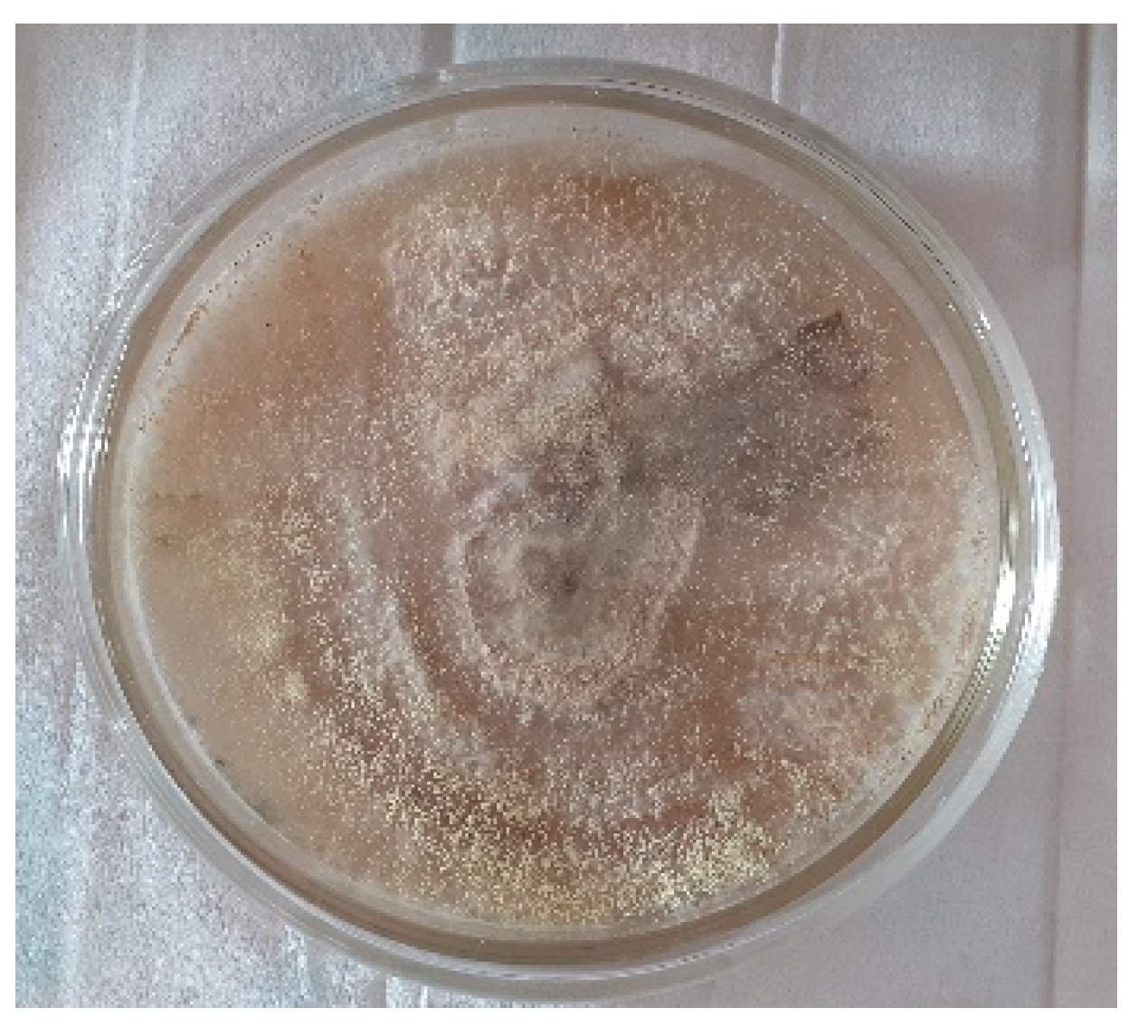 Chemproc 10 00084 g002