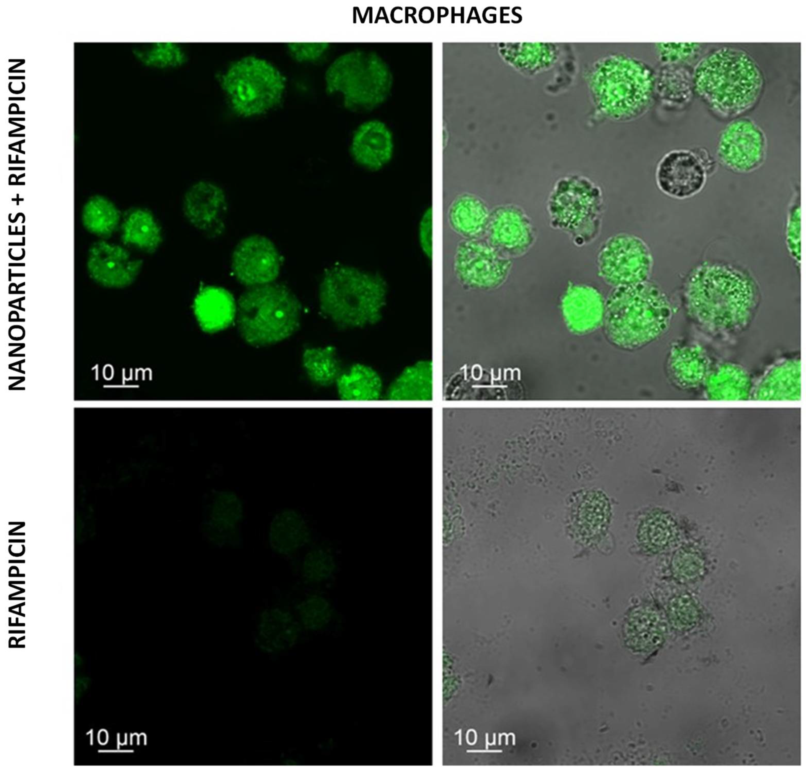 Chemproc 12 00051 g003 Chemproc 12 00051 g003