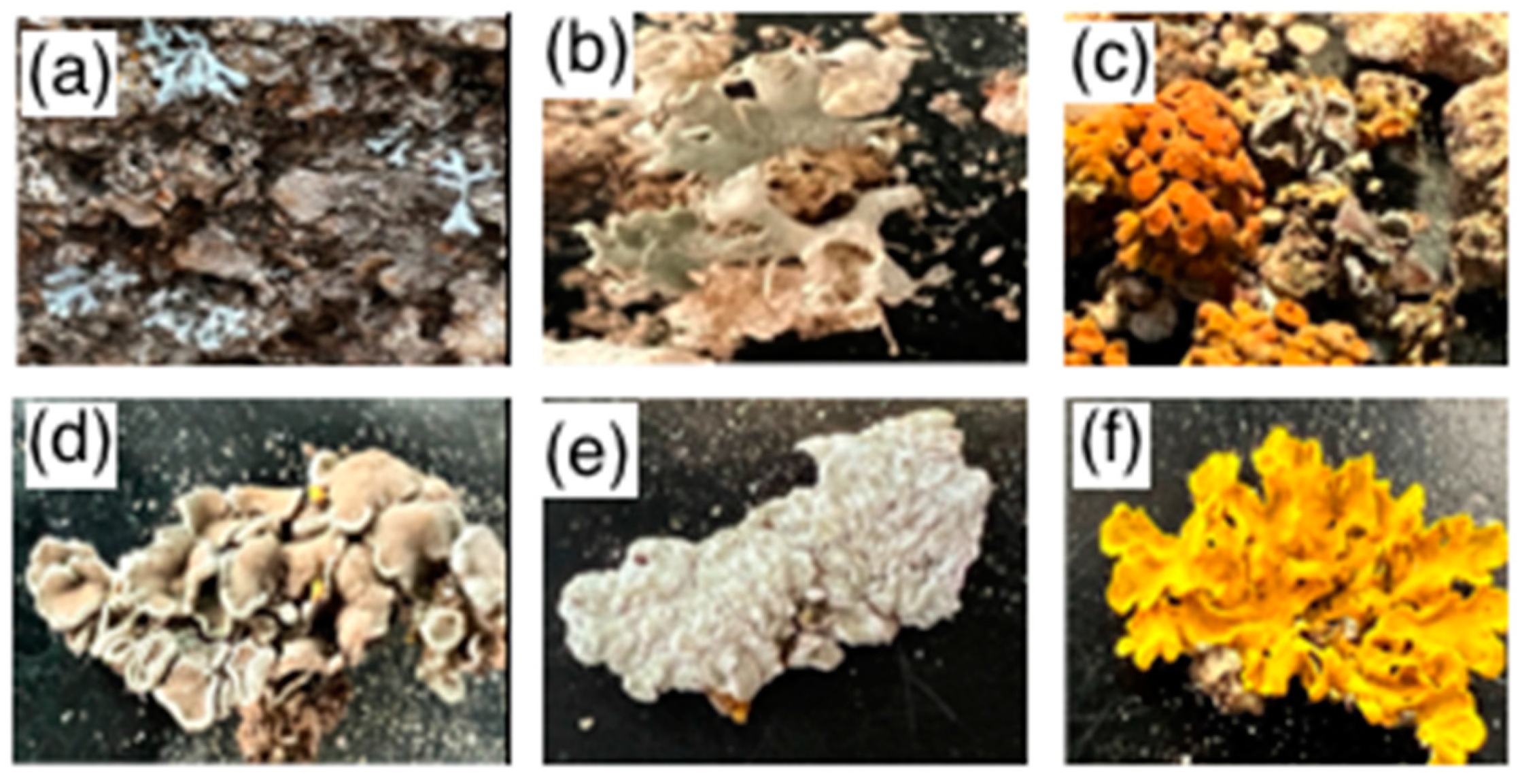 Chemproc 13 00025 g006