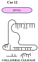 Chemproc 18 00069 i002
