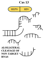 Chemproc 18 00069 i003