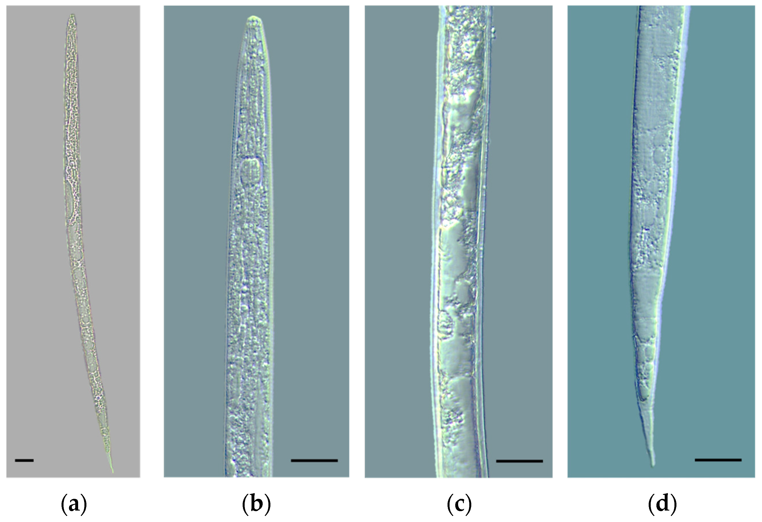 Chemproc 18 00136 g002 Chemproc 18 00136 g002