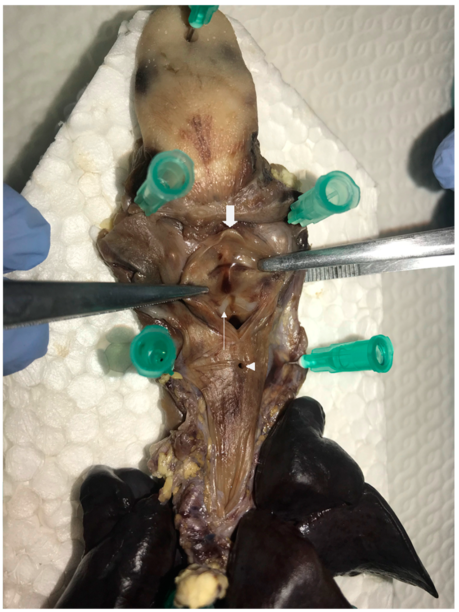 Children 08 00255 g004