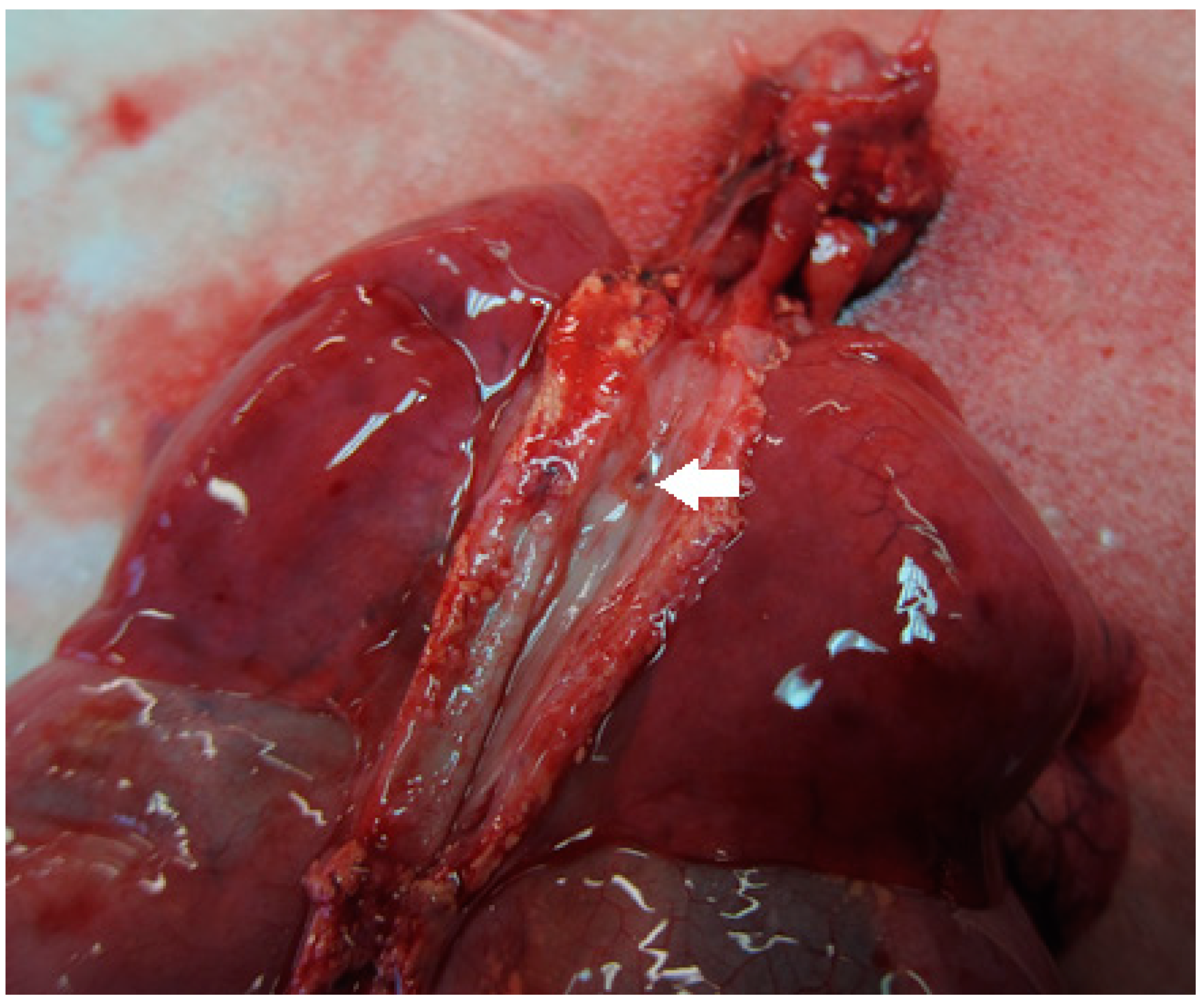 Children 08 00255 g005