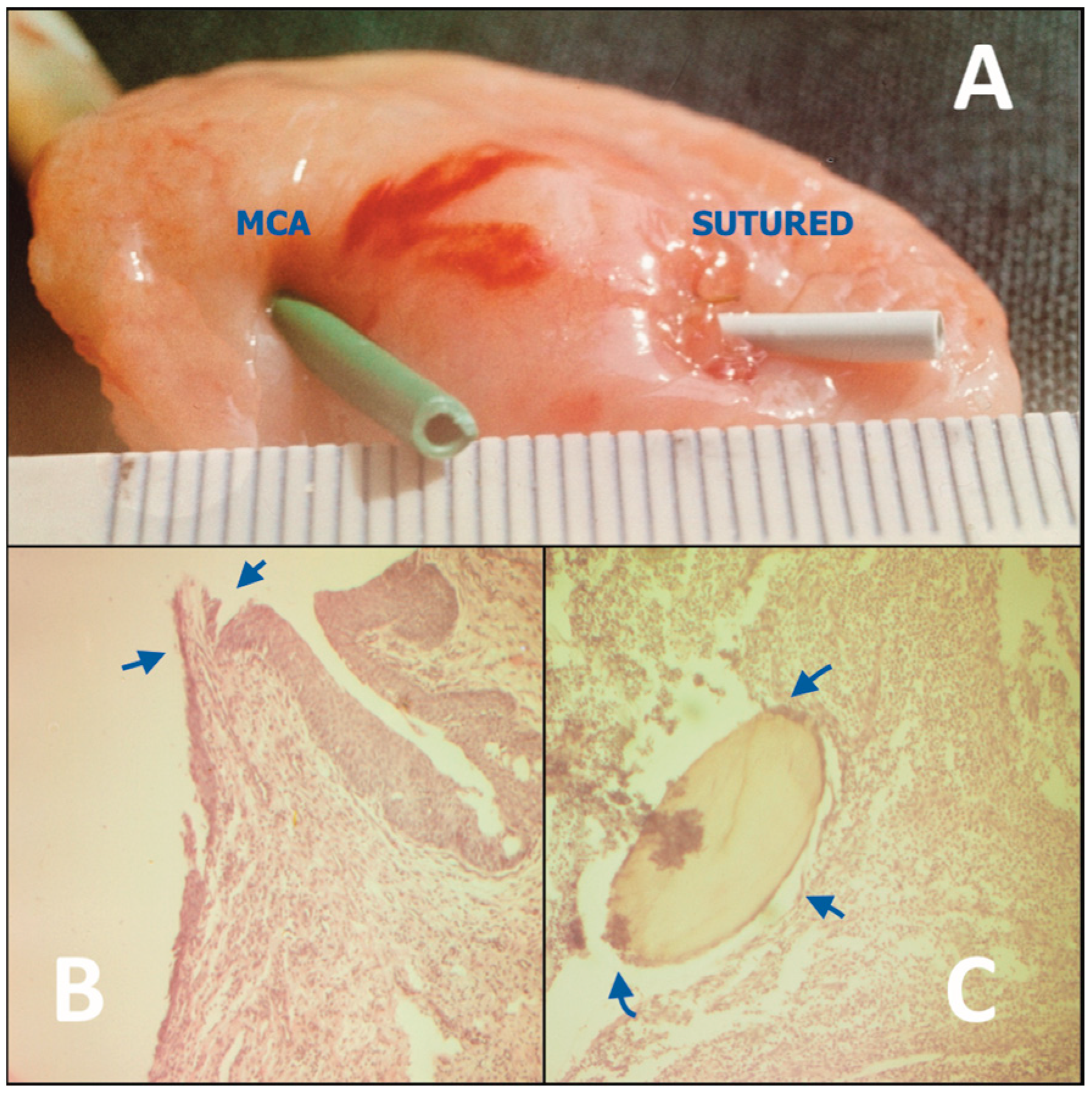 Children 10 01328 g001